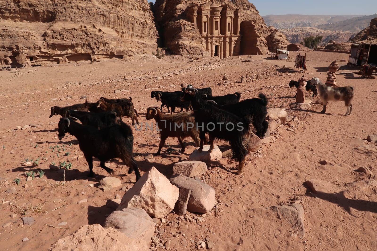 Herd of goats near the Monastery, ad Deir, ancient Nabataean City of Petra, Jordan 2021