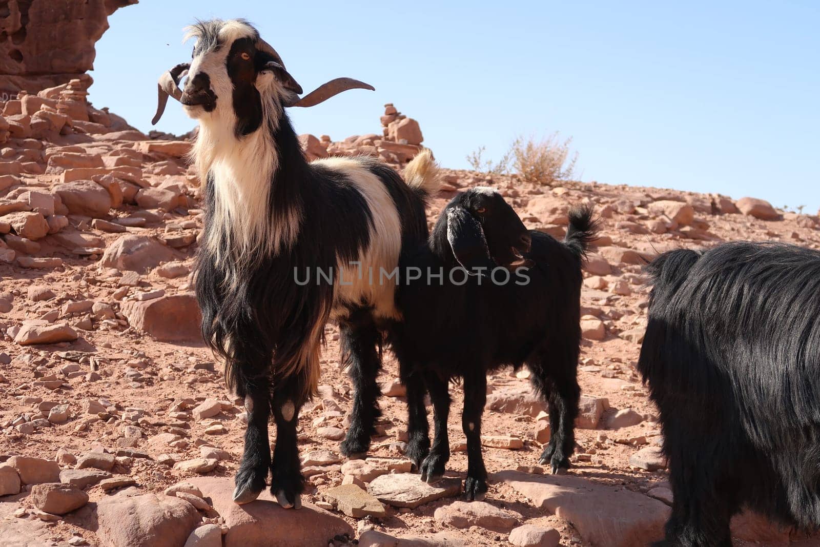 Goats observing the people near the Monastery, ad Deir, Jordan 2021