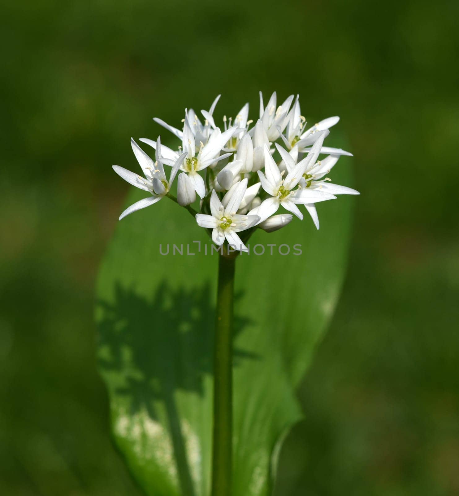 Baerlauch is an important wild herb and medicinal plant that has a garlic scent with white flowers. It has several poisonous double-gaggers,such as Maigloeckchen,Herbstzeitlose,Arum stick. Baerlauch is an important herb and medicinal plant that has a garlic scent with white flowers. It has several poisonous doppelgangers,(double runner) such as lily of the valley,autumn crocus and arum.