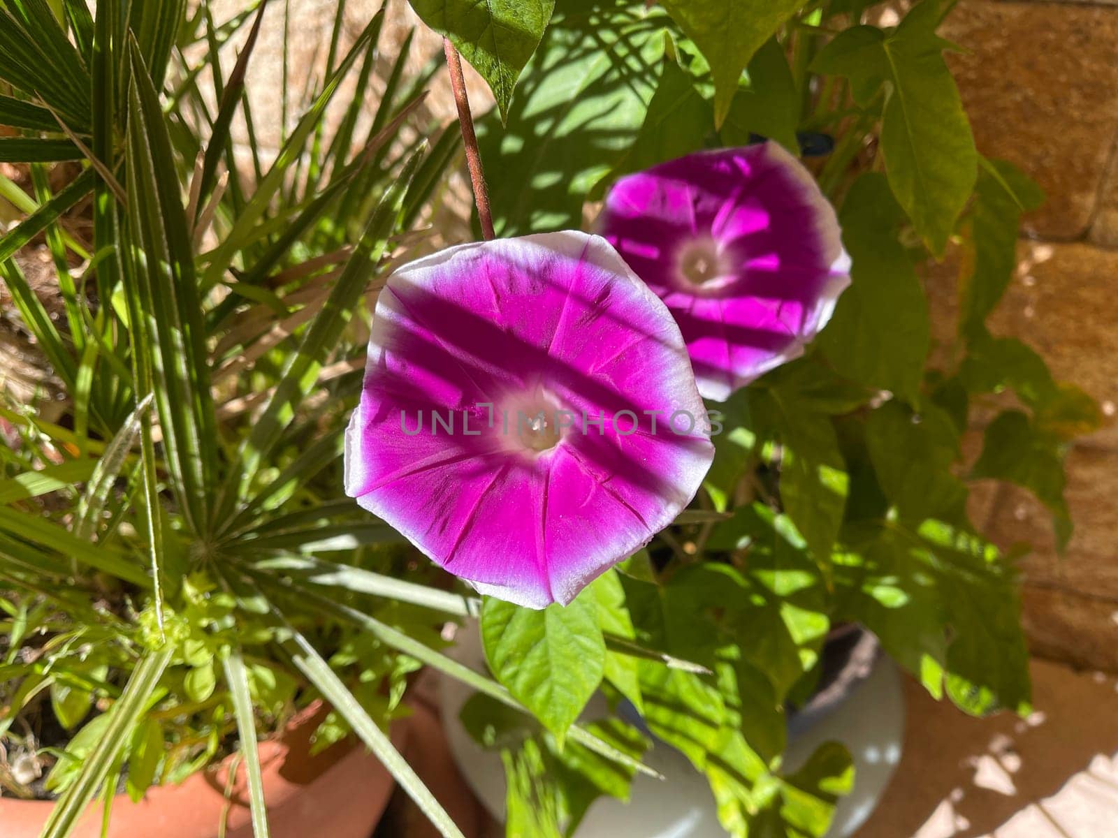 Ipomoea purpurea,tricolor,is a beautiful climber. Tricolor morning glory,Ipomoea purpurea,tricolor,is a lovely climber to hold.