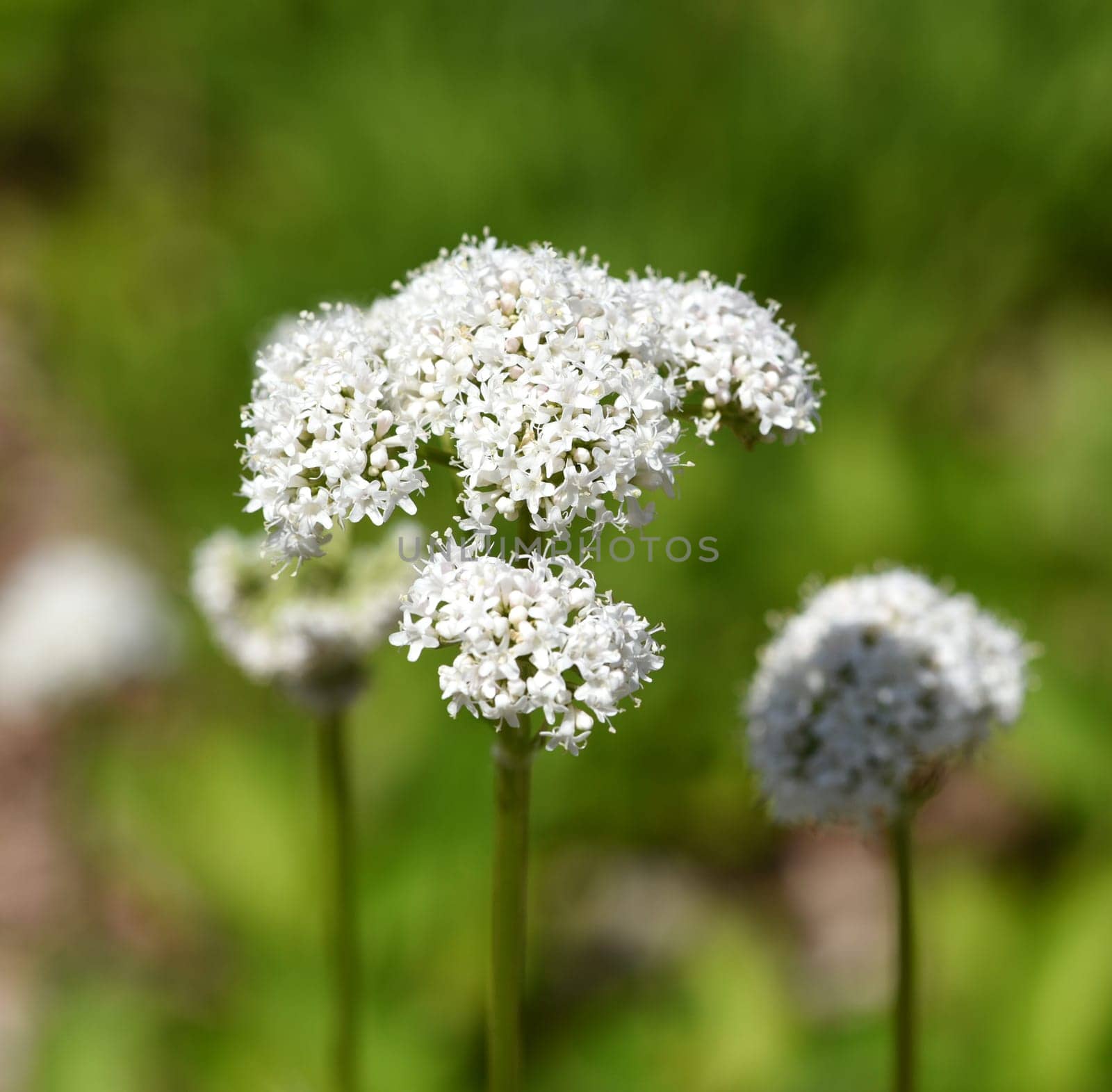 Valerian,Valeriana officinalis,is a wild plant with white flowers. It is an important medicinal plant and is also used in medicine. Valerian,Valeriana officinalis,is a wild plant with white flowers. It is an important medicinal plant and is also used in medicine.