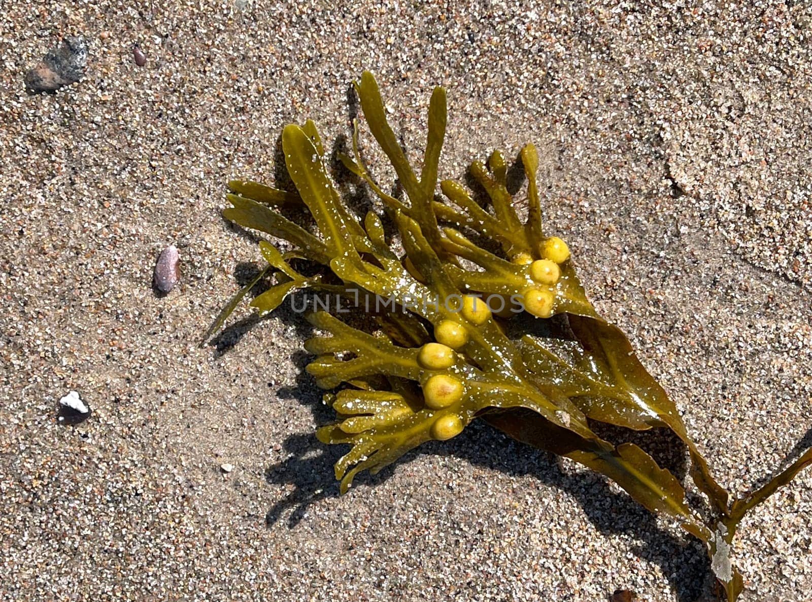 Bladderwrack,Fucus vesiculosus is an alga that is also used as a medicinal plant. Bladderwreck,Fucus vesiculosus,is an alga that is also used as a medicinal plant.