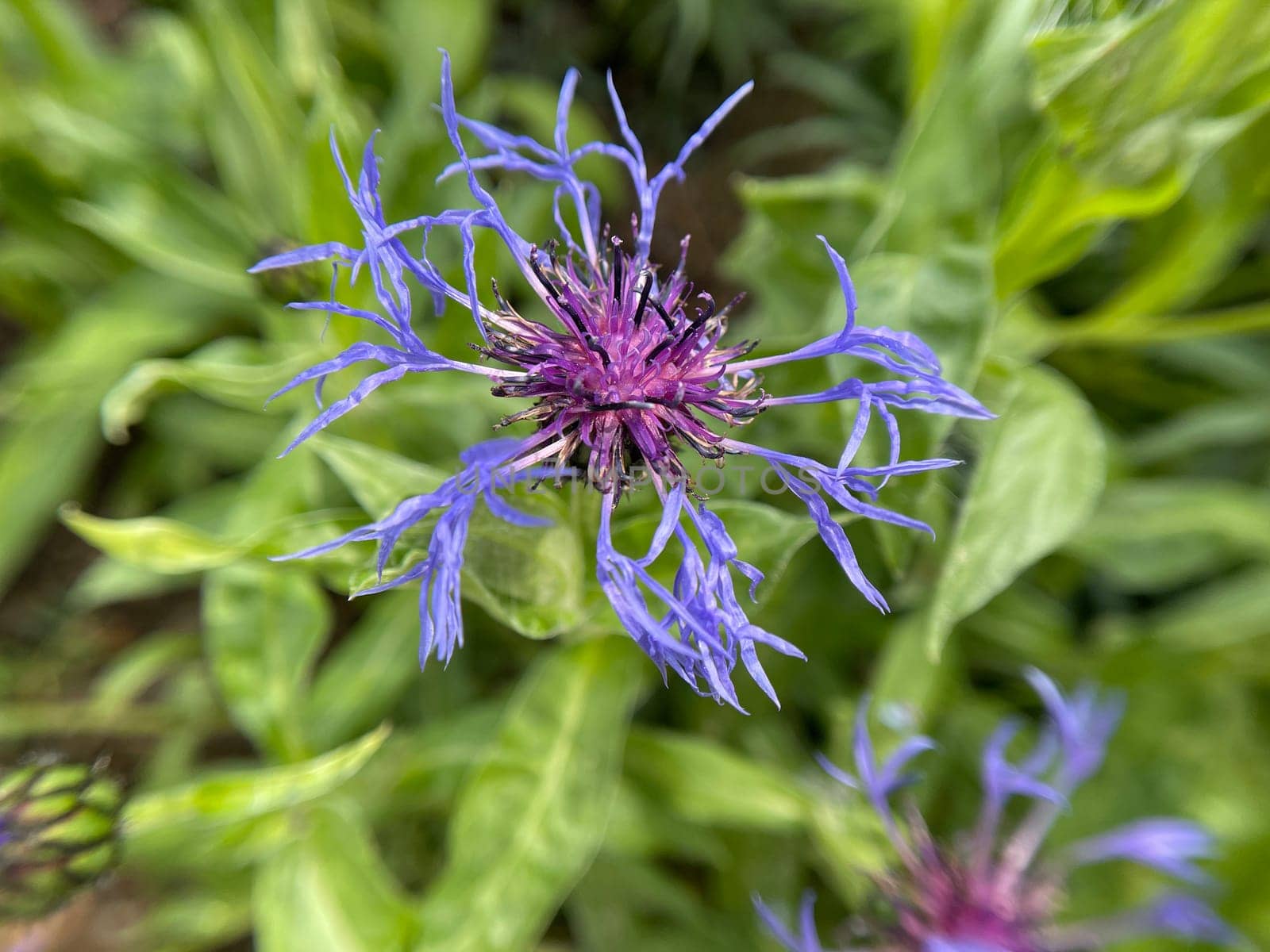 Mountain Flakeflower,Centaurea,montana is a wild and medicinal plant with blue flowers. Mountain knapweed,Centaurea,montana is a wild and medicinal plant with blue flowers
