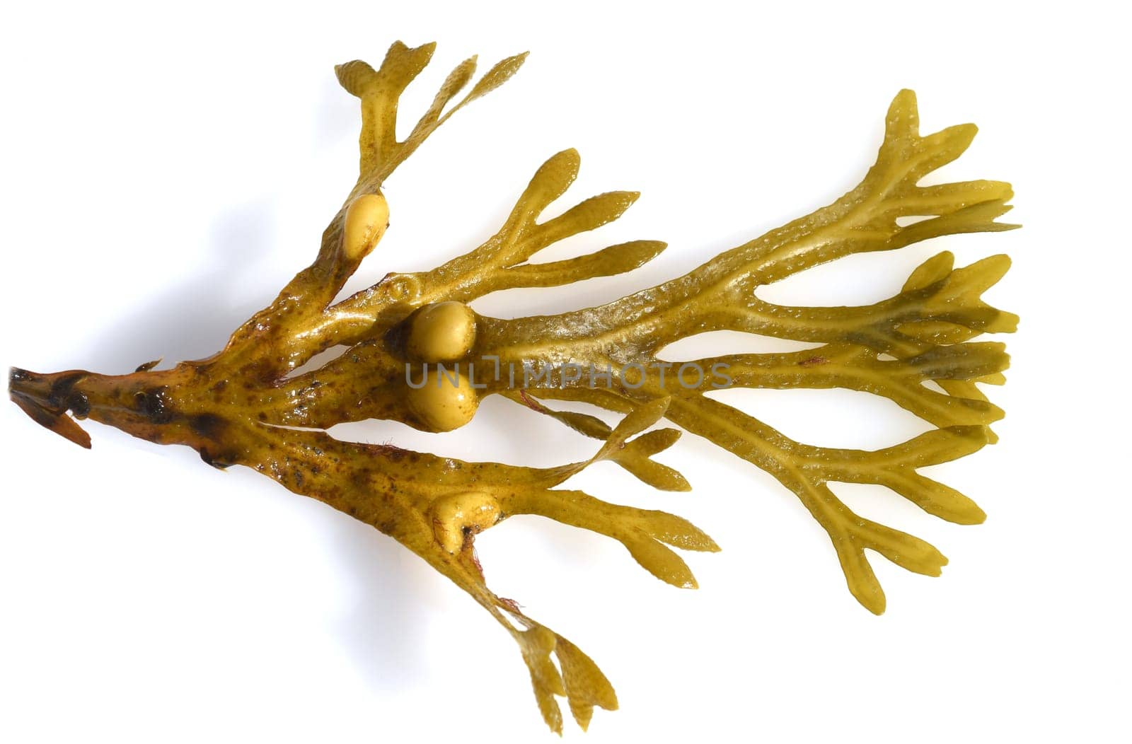 Bladderwrack,Fucus vesiculosus is an alga that is also used as a medicinal plant. Bladderwreck,Fucus vesiculosus,is an alga that is also used as a medicinal plant.