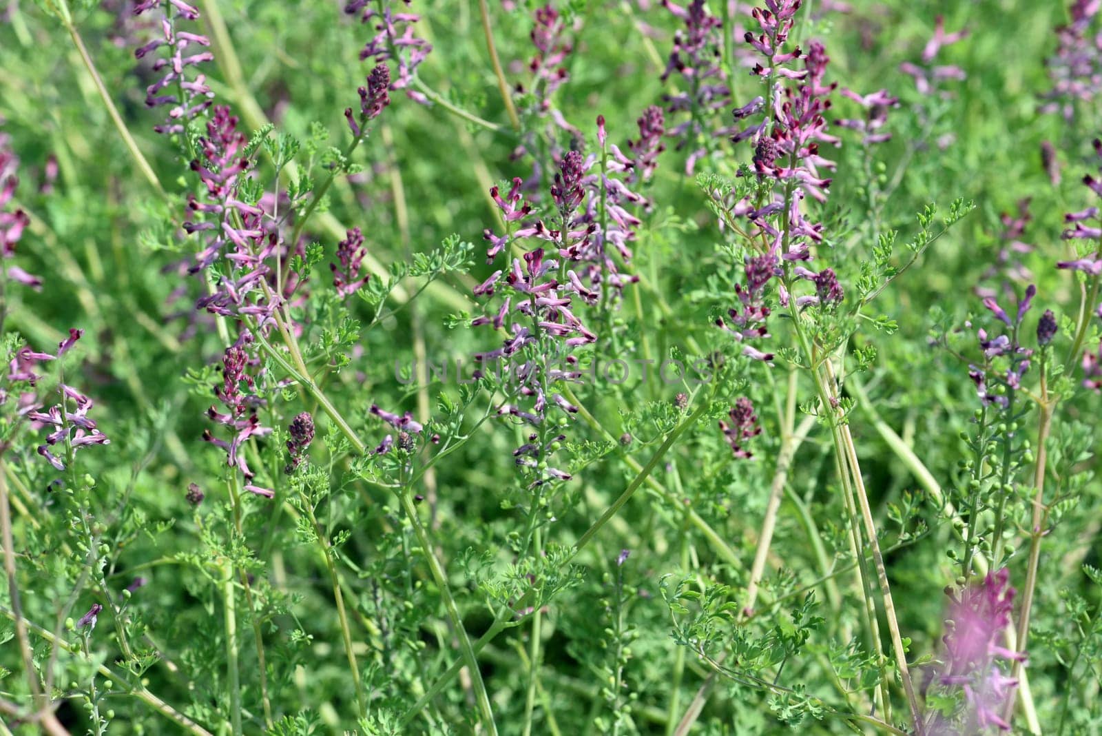 Erdrauch,Fumaria,Officinalis is a wild and medicinal plant with pink flowers. Fumitory,Fumaria,Officinalis is a wild and medicinal plant with pink flowers.