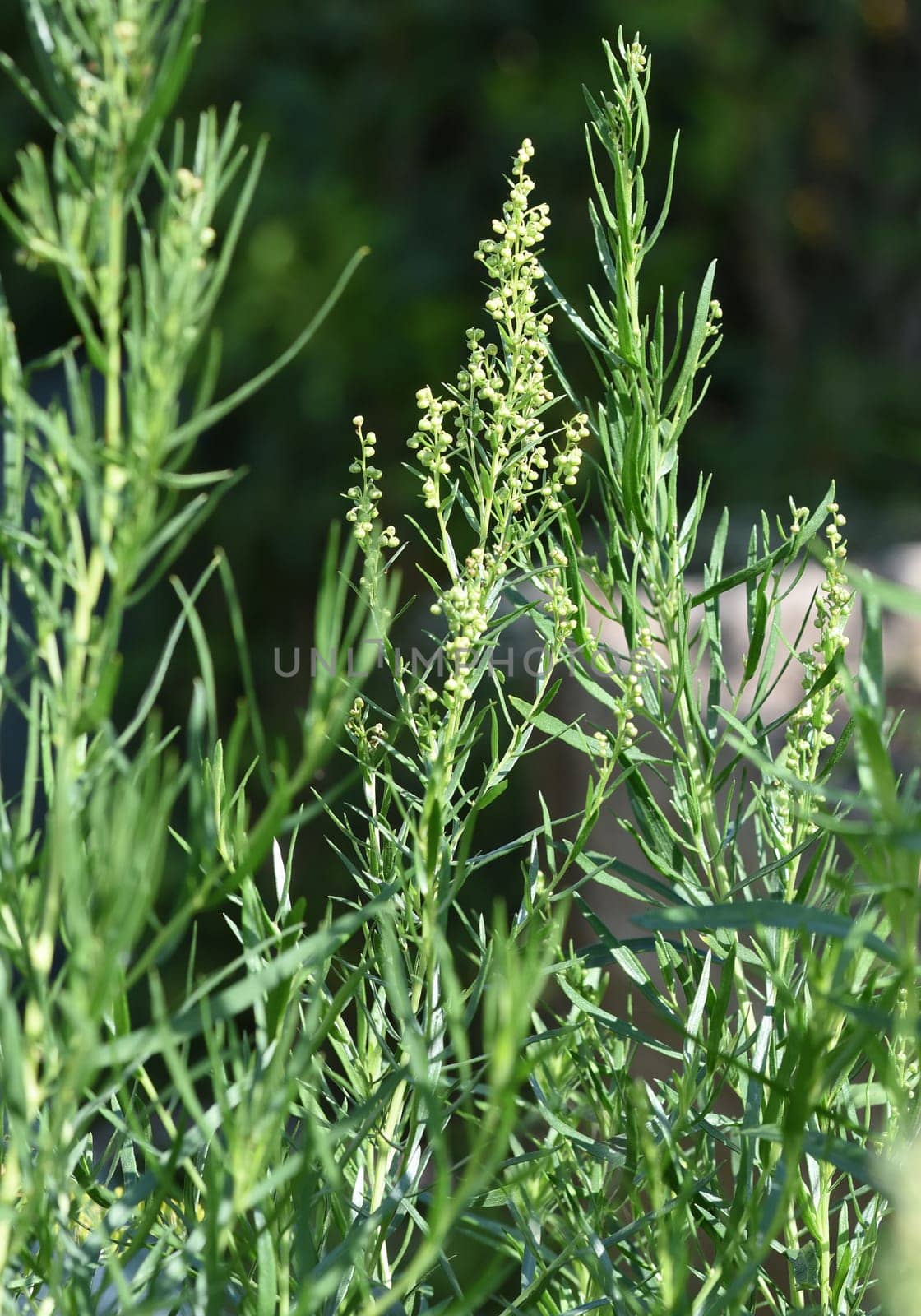 Tarragon,Artemisia dracunculus,is an important medicinal and herbaceous plant. Tarragon,Artemisia Dracunculus,is an important medicinal and herb plant