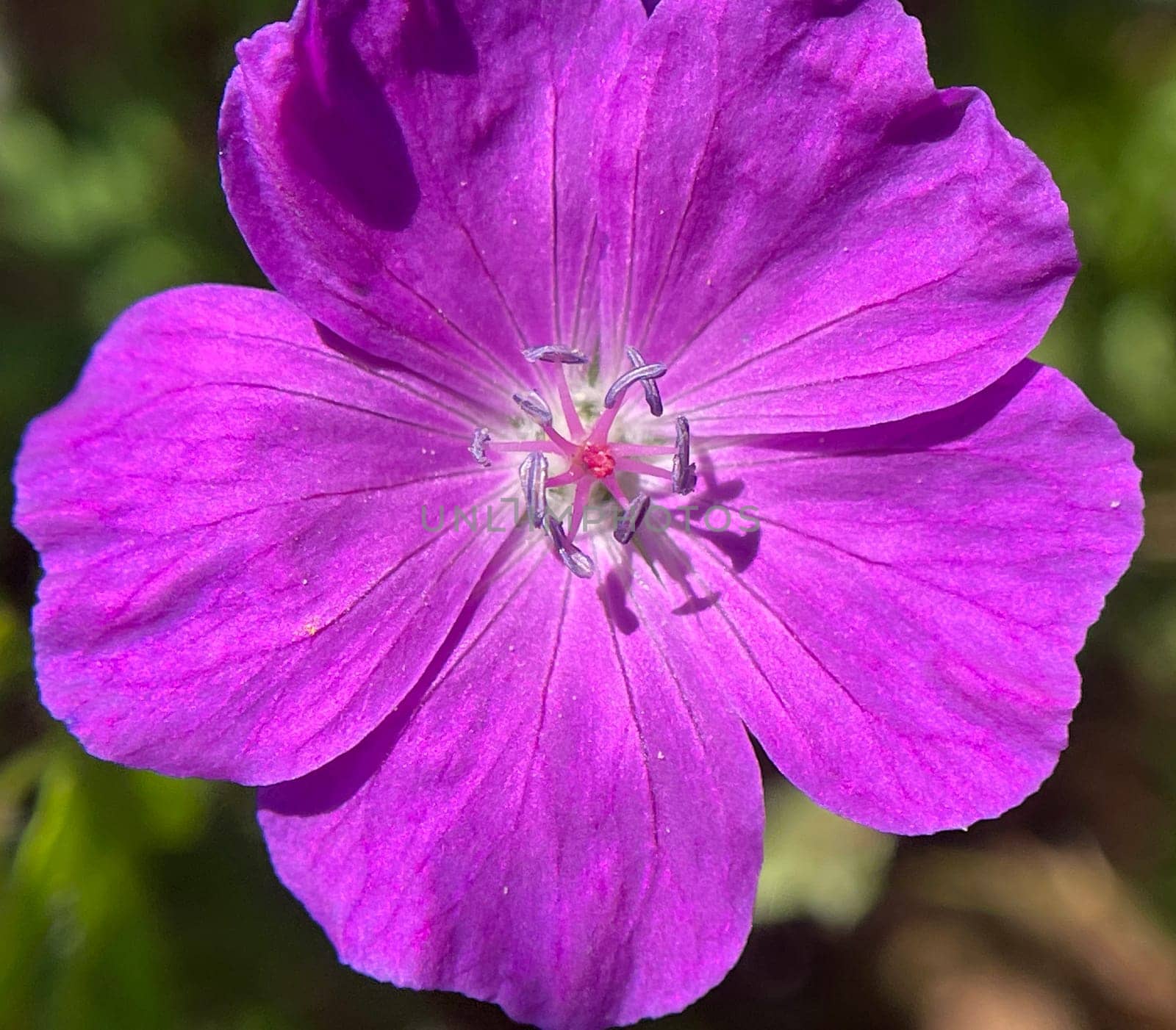 Blood Stork's Beak,Geranium,sanguineum is a beautiful wild and medicinal plant with deep purple flowers. Cranesbill,Geranium,sanguineum is a pretty wild and medicinal plant with deep purple flowers.