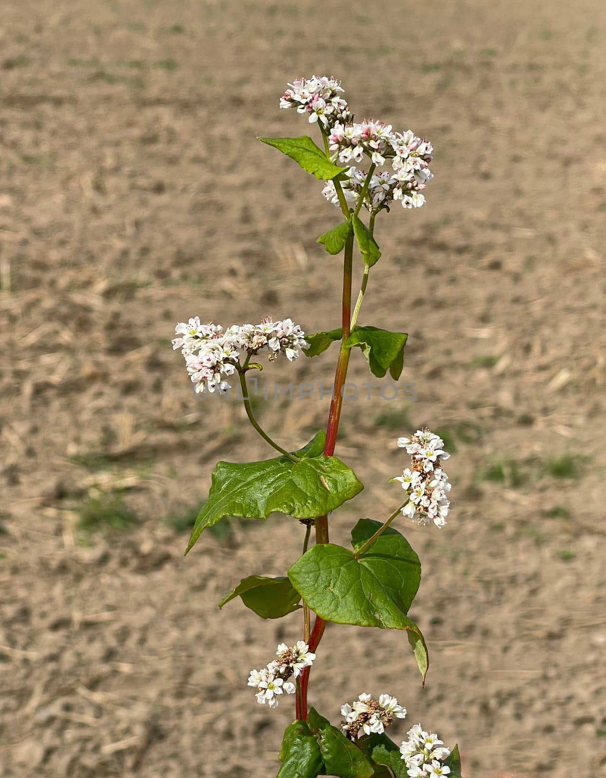 Buckwheat,Fagopyrum tataricum,is an important medicinal and cereal plant. Buckwheat,Fagopyrum tataricum,is an important medicinal and cereal crop.