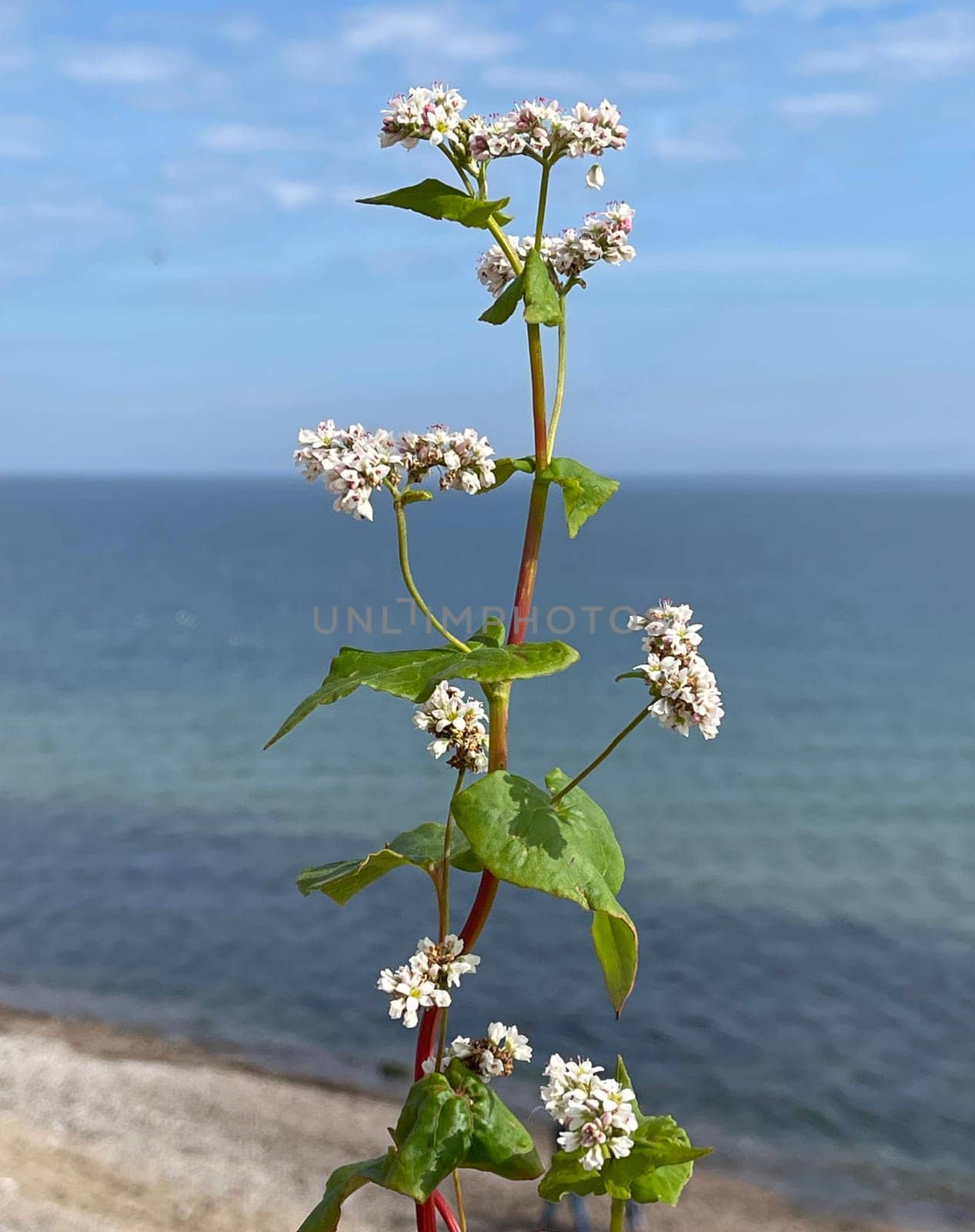 Buckwheat,Fagopyrum tataricum,is an important medicinal and cereal plant. Buckwheat,Fagopyrum tataricum,is an important medicinal and cereal crop.