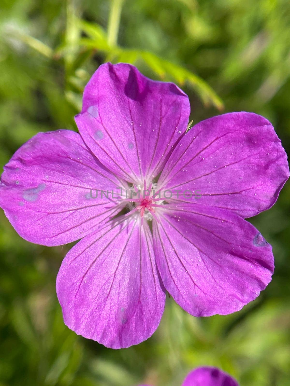 Blood Stork's Beak,Geranium,sanguineum is a beautiful wild and medicinal plant with deep purple flowers. Cranesbill,Geranium,sanguineum is a pretty wild and medicinal plant with deep purple flowers.