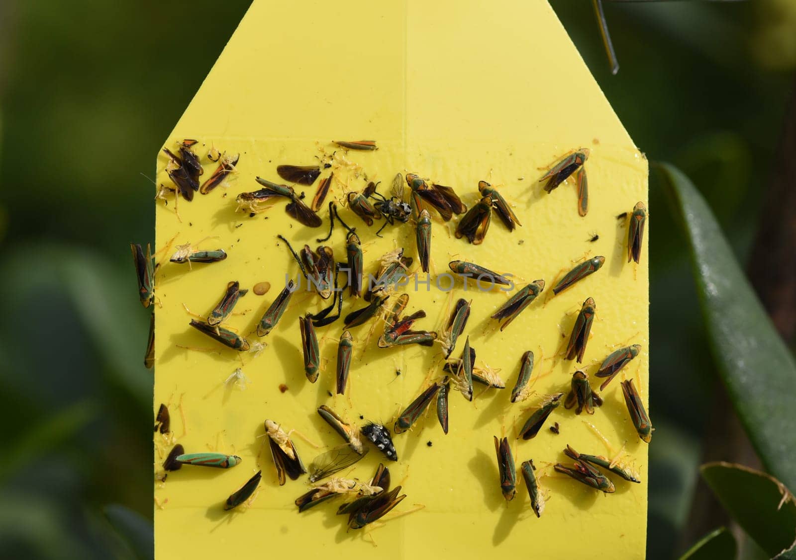 Yellow traps are glue traps with which harmful insects are caught. Yellow traps are sticky traps with which harmful insects are caught.