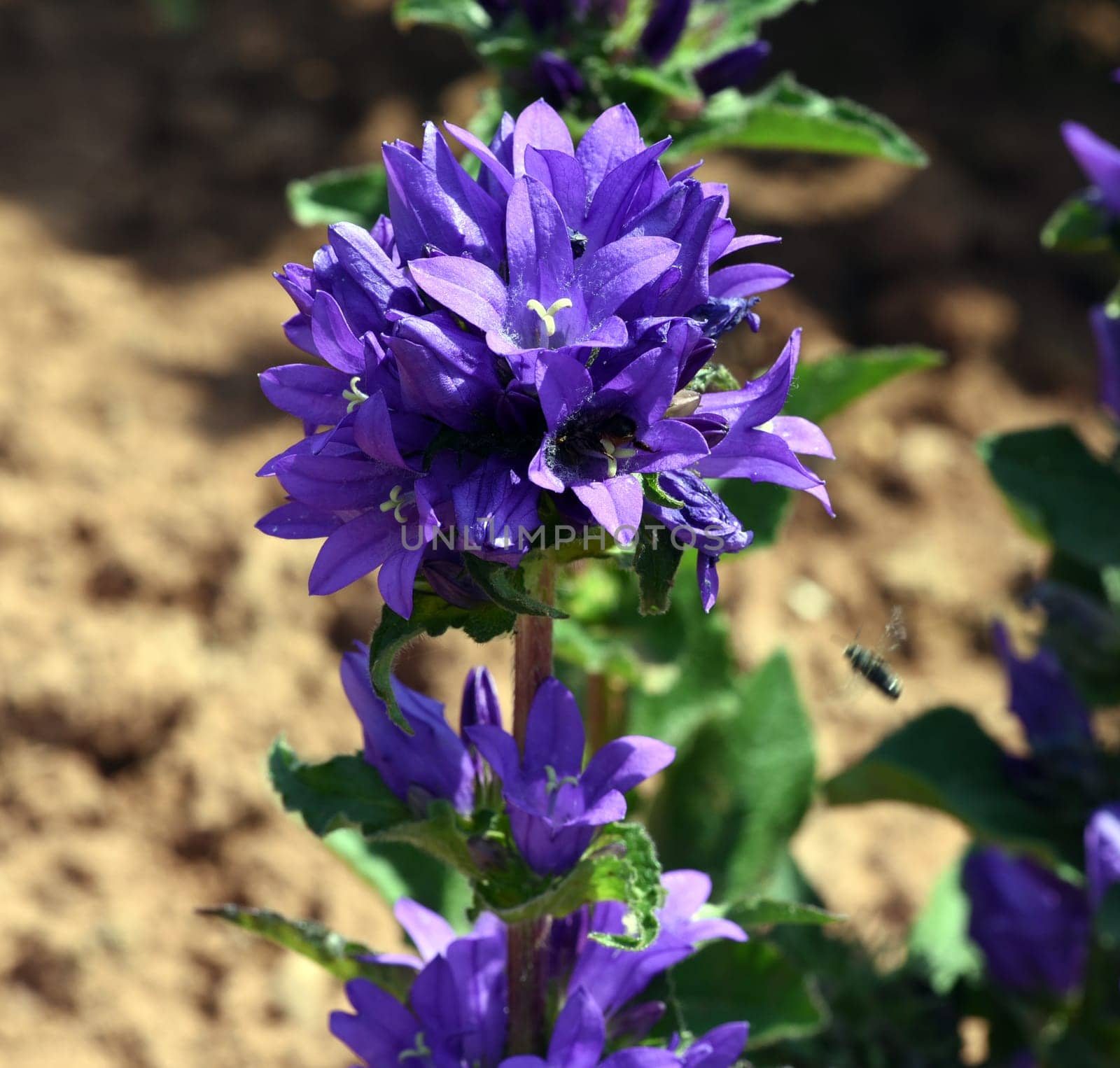 Campanula glomerata is a species of bluebell in the Campanulaceae family. Bunch of Bellflowers,Campanula glomerata,also known as Bunch of Bellflowers,is a species of the Bellflower genus