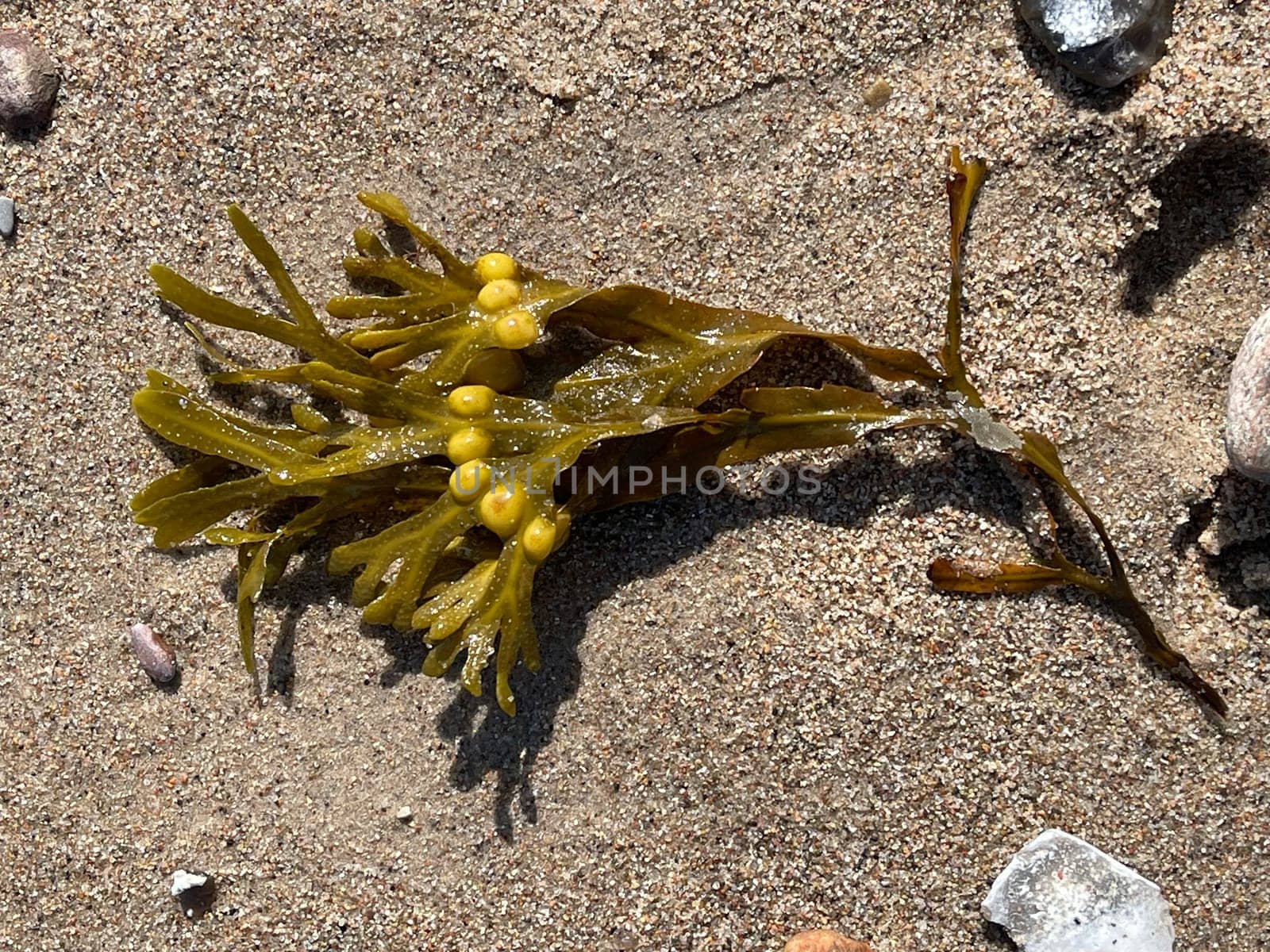 Bladderwrack,Fucus vesiculosus is an alga that is also used as a medicinal plant. Bladderwreck,Fucus vesiculosus,is an alga that is also used as a medicinal plant.