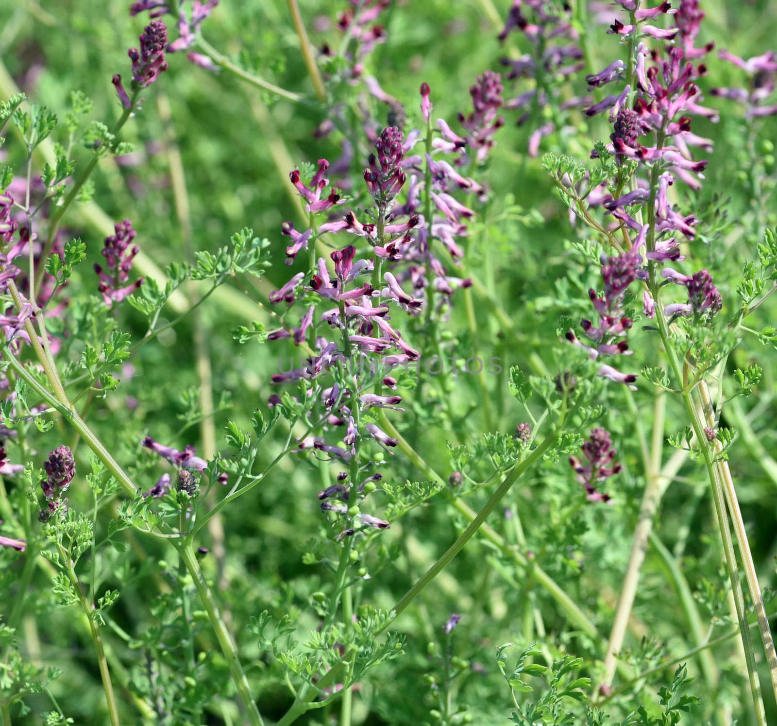 Erdrauch,Fumaria,Officinalis is a wild and medicinal plant with pink flowers. Fumitory,Fumaria,Officinalis is a wild and medicinal plant with pink flowers.