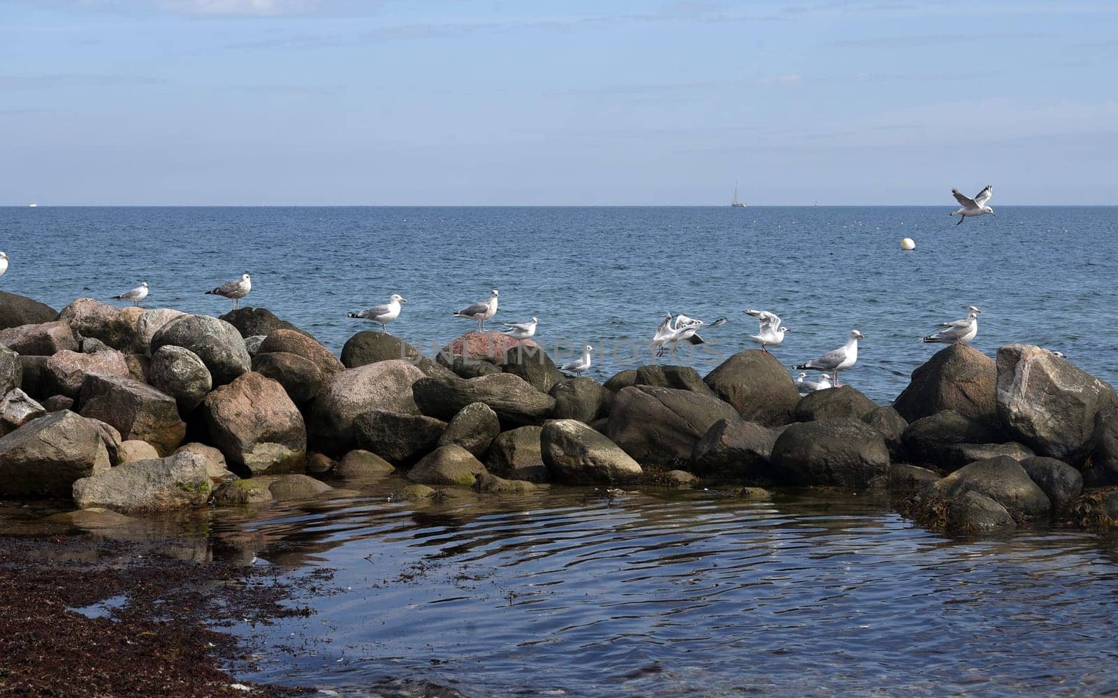 Lachmoeven are large water birds that live on the coasts of the seas and rivers. Black-headed gulls are large aquatic birds that live on the coasts of seas and rivers.