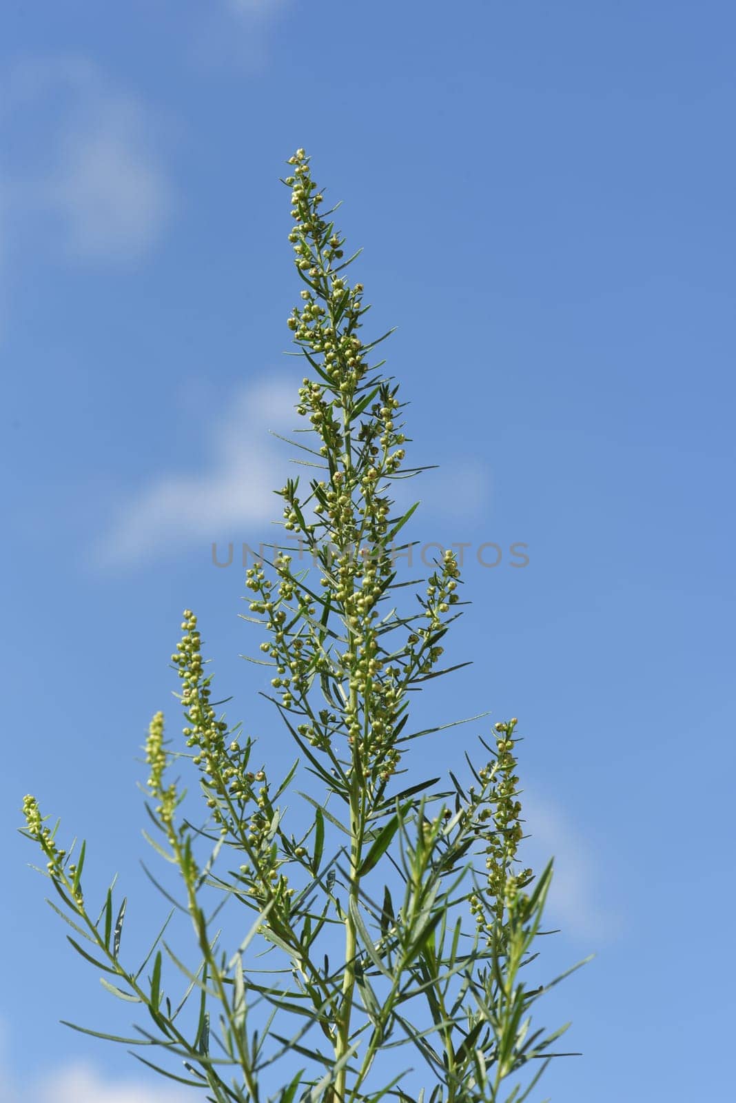 Tarragon,Artemisia dracunculus,is an important medicinal and herbaceous plant. Tarragon,Artemisia Dracunculus,is an important medicinal and herb plant