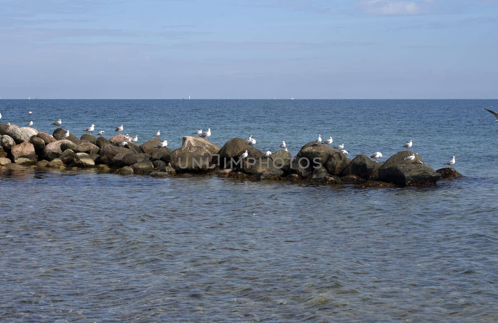 Lachmoeven are large water birds that live on the coasts of the seas and rivers. Black-headed gulls are large aquatic birds that live on the coasts of seas and rivers.