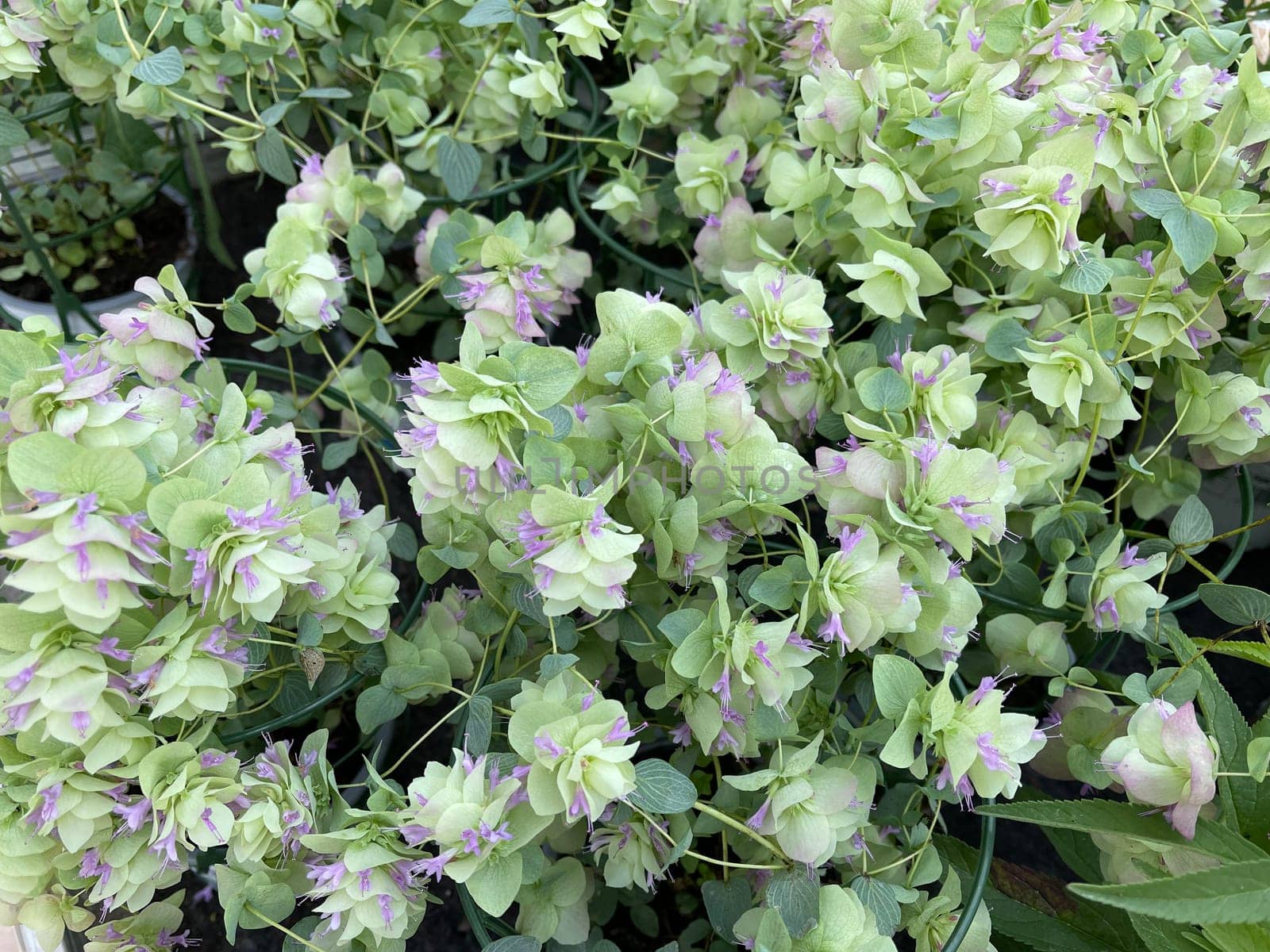 Hopfenoregano,Origanum rotundifolium,is a perennial bluefish with aromatically fragrant,wintergreen foliage and rose white flowers. Hop Oregano,Origanum rotundifolium,is a perennial bloomer with aromatically fragrant,winter green foliage and rose-white flowers.