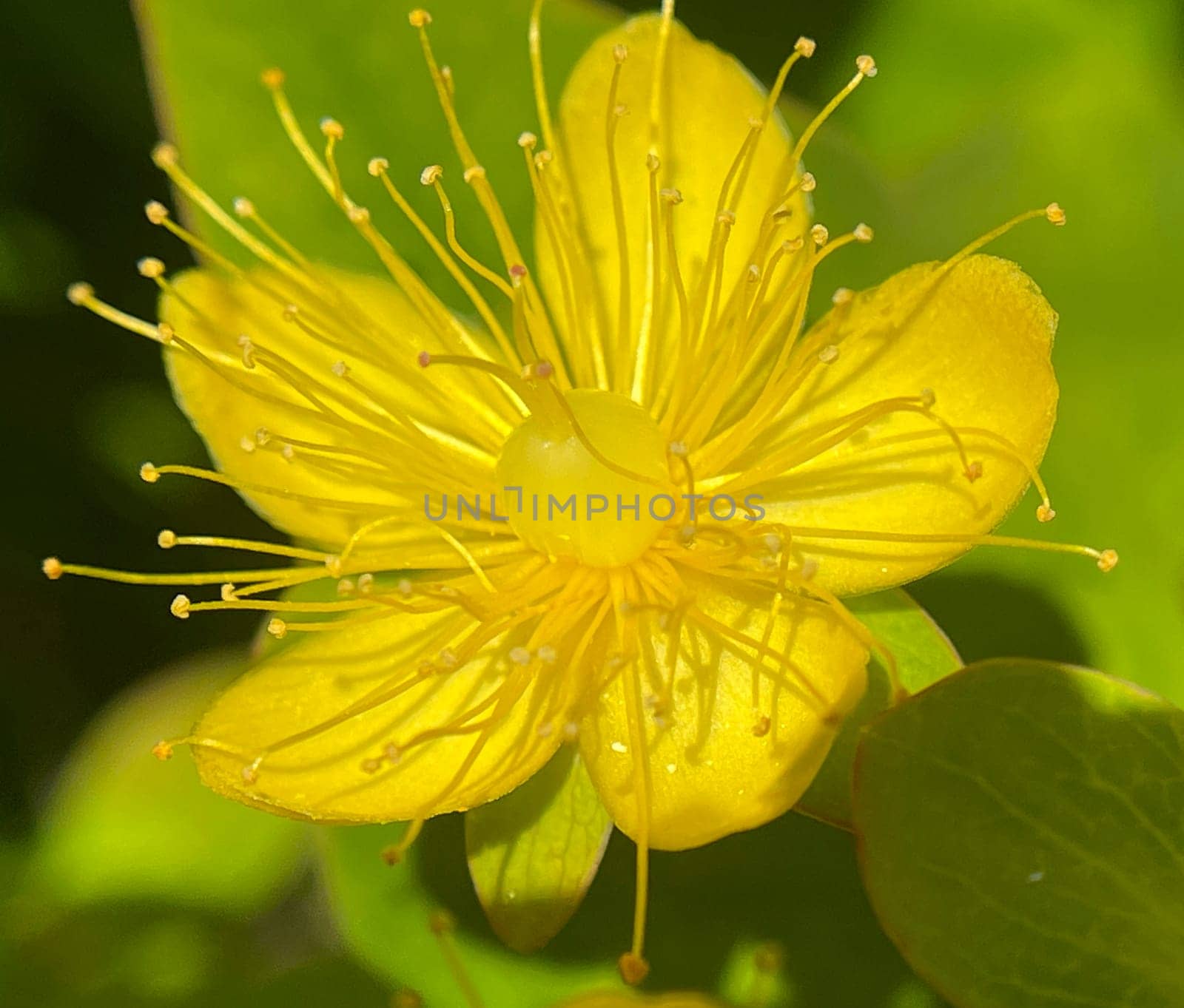 St. John's wort,Hypericum androsaemum grows in a sunny to half shady location and has beautiful yellow flowers. St. John's Wort,Hypericum androsaemum grows in a sunny to partially shaded spot and has beautiful yellow flowers