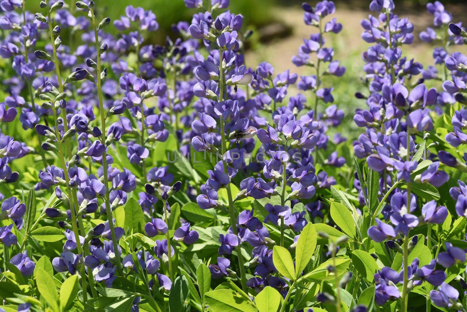 Faerberhuelse,Baptisia tinctoria,is an important medicinal plant with blue flowers and is widely used in medicine. It is a perennial and belongs to the Faerber plants. Shell dyer,Baptisia tinctoria,is an important medicinal plant with blue flowers and is widely used in medicine. It is a perennial and belongs to the dyer plants.