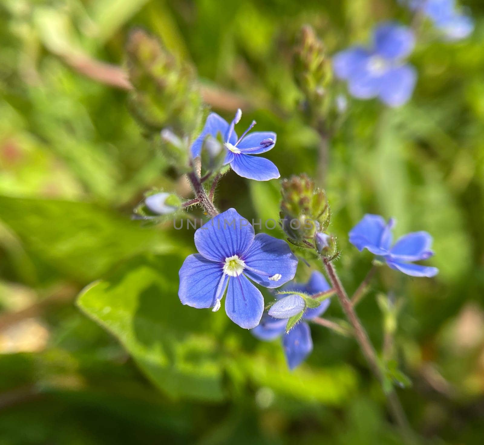 Gamander Honorary Award,Veronica gamander. It is also often wild,in fields and meadows,and has beautiful blue flowers. Gamander Honorary Award,Veronica Gamander. It is also often wild,in fields and meadows,and has beautiful blue flowers.