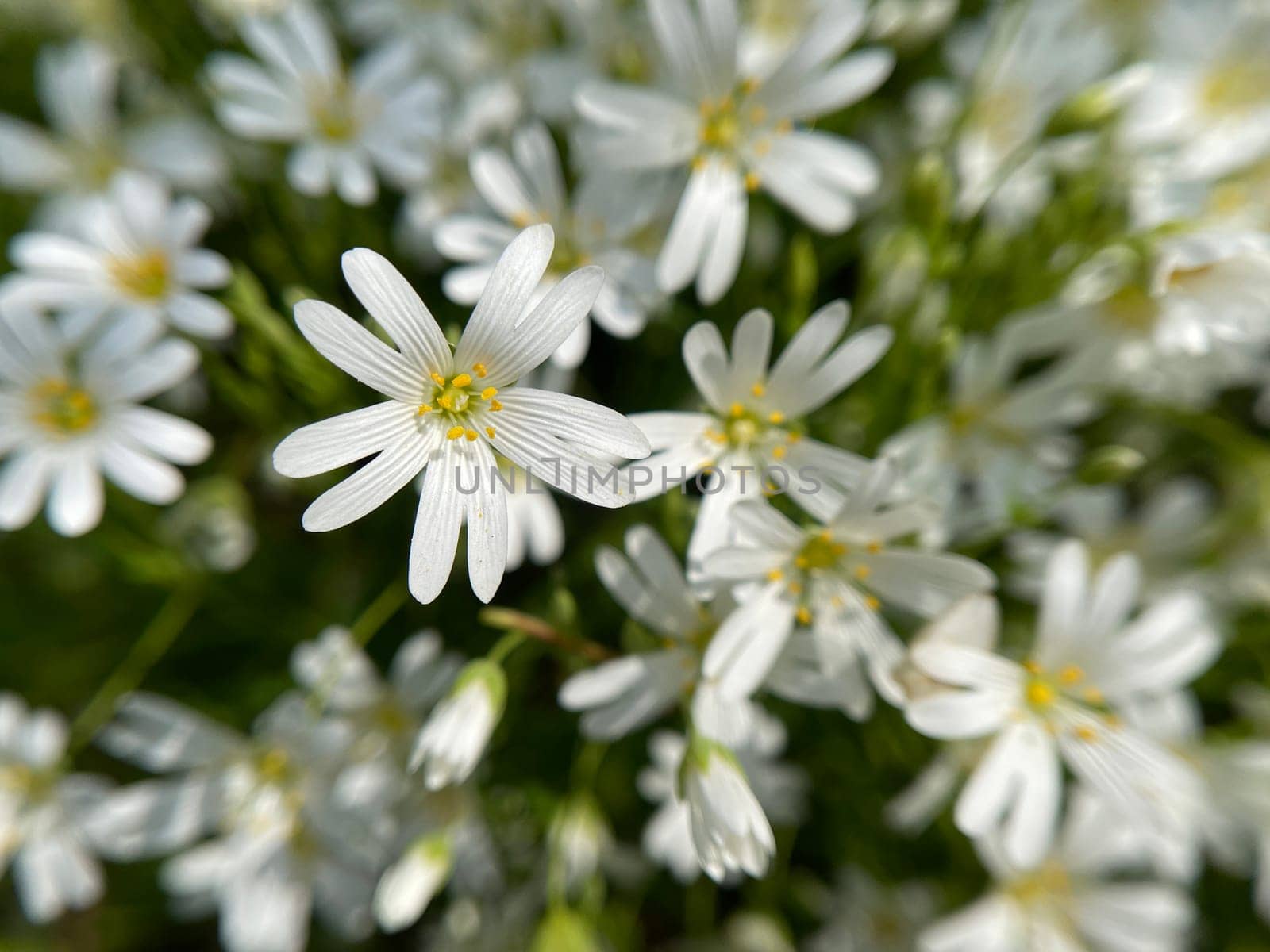 Cerastium arvense is a perennial growing plant of the carnation waxes and glit as a weed. Field mouse-ear,Cerastium arvense is a perennial plant of the carnation family and glided as a weed.