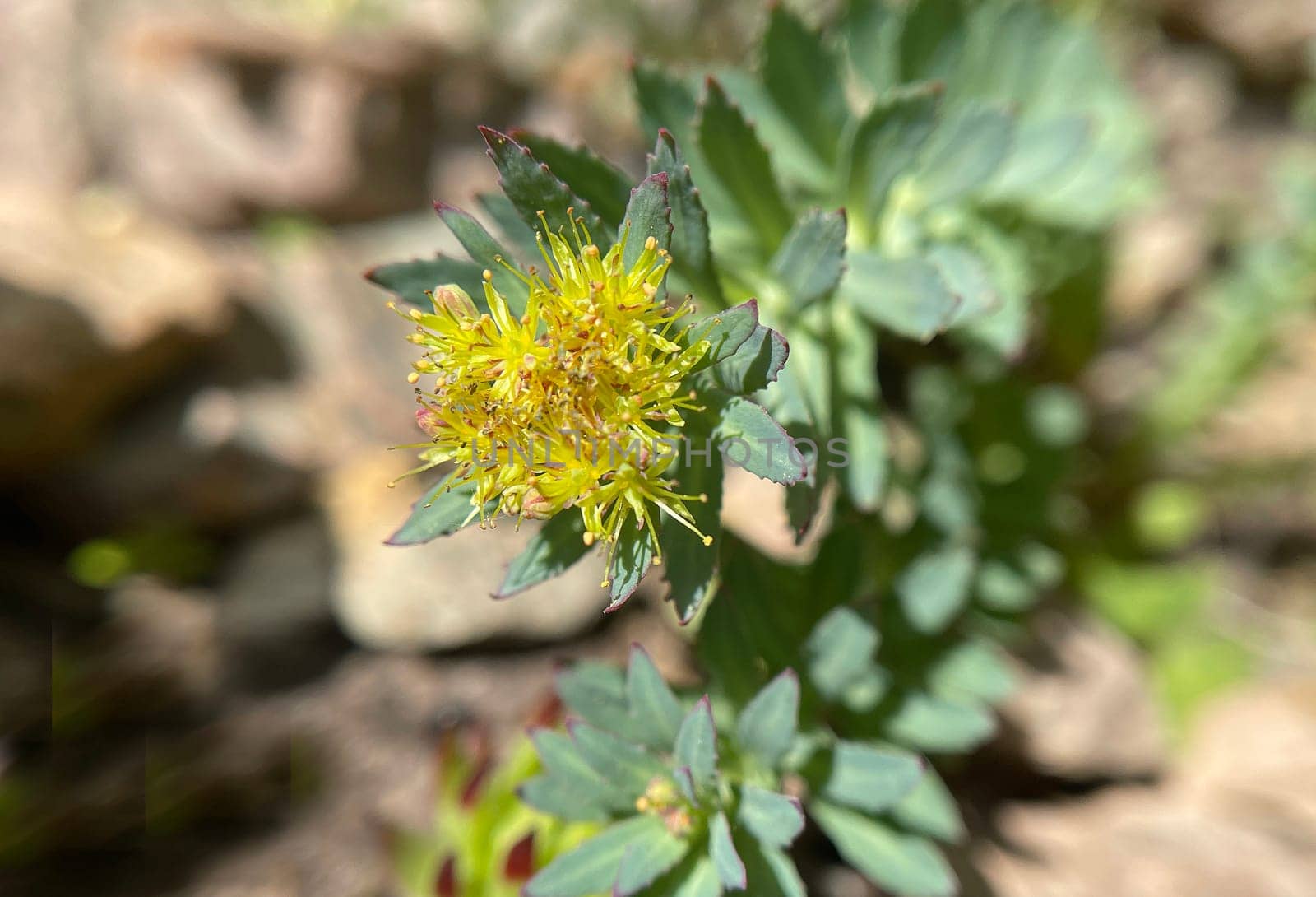 Rhodiola rosea is an important medicinal plant with yellow and pink flowers whose roots are used. Rose root,Rhodiola rosea,is an important medicinal plant with yellow and pink flowers whose roots are used.