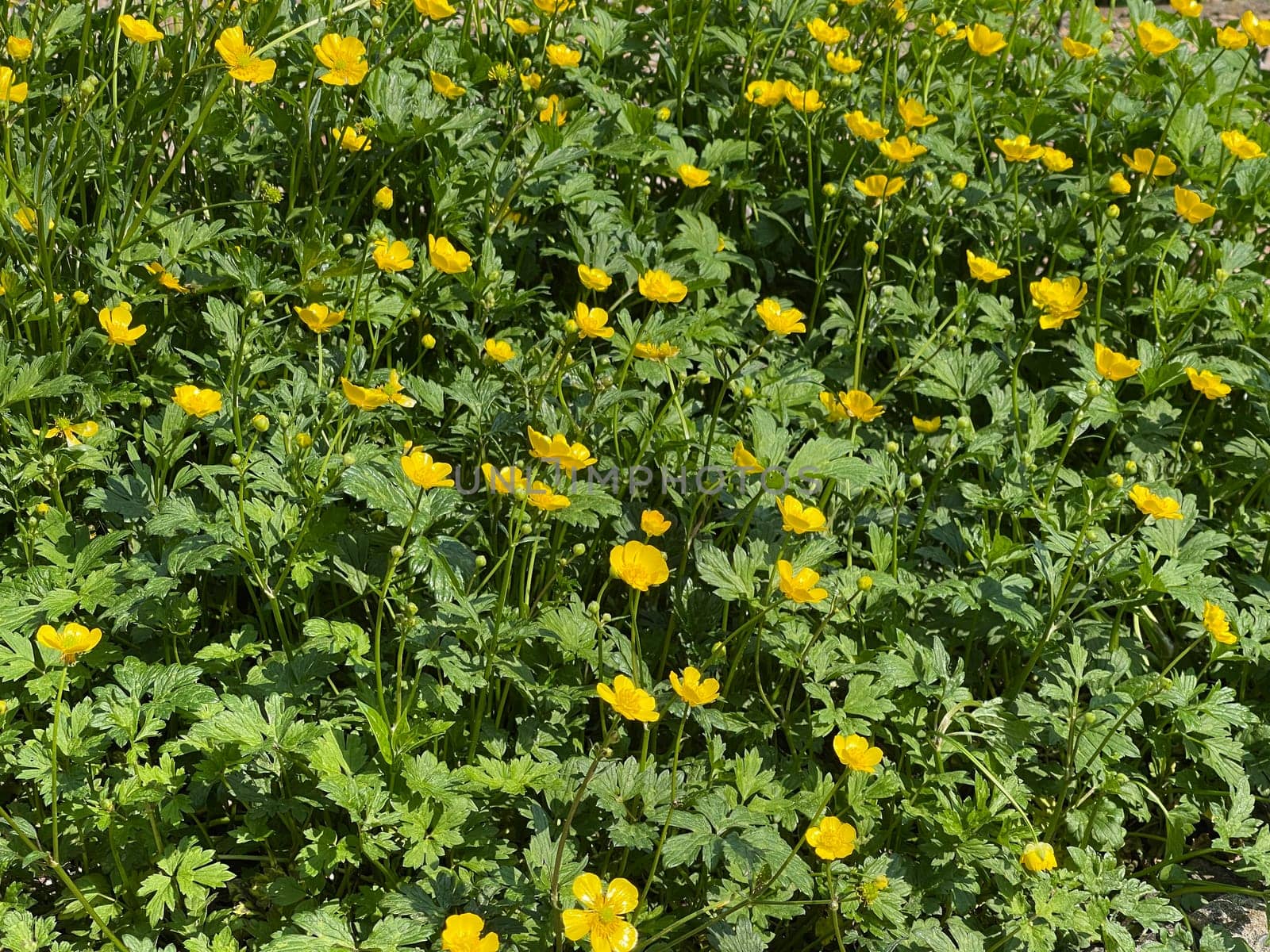 Buttercup Ranunculus acris,is a medicinal plant and a poisonous plant. It occurs wild in meadows and has beautiful yellow flowers. Ranunculus acris is a medicinal plant and a poisonous plant. It occurs wild on meadows and has beautiful yellow flowers.
