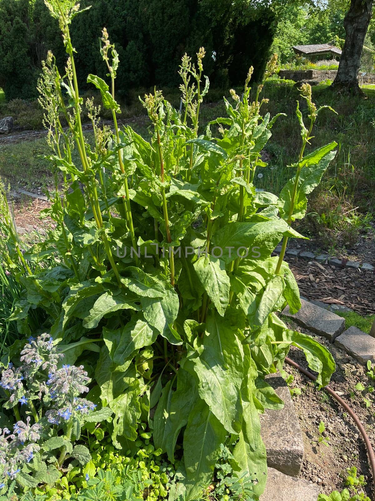 Sorrel,Rumex acetosa,is a vegetable and medicinal plant that also occurs wild in meadows. Sorrel,Rumex acetosa,is a vegetable and medicinal plant that also occurs wild on meadows.