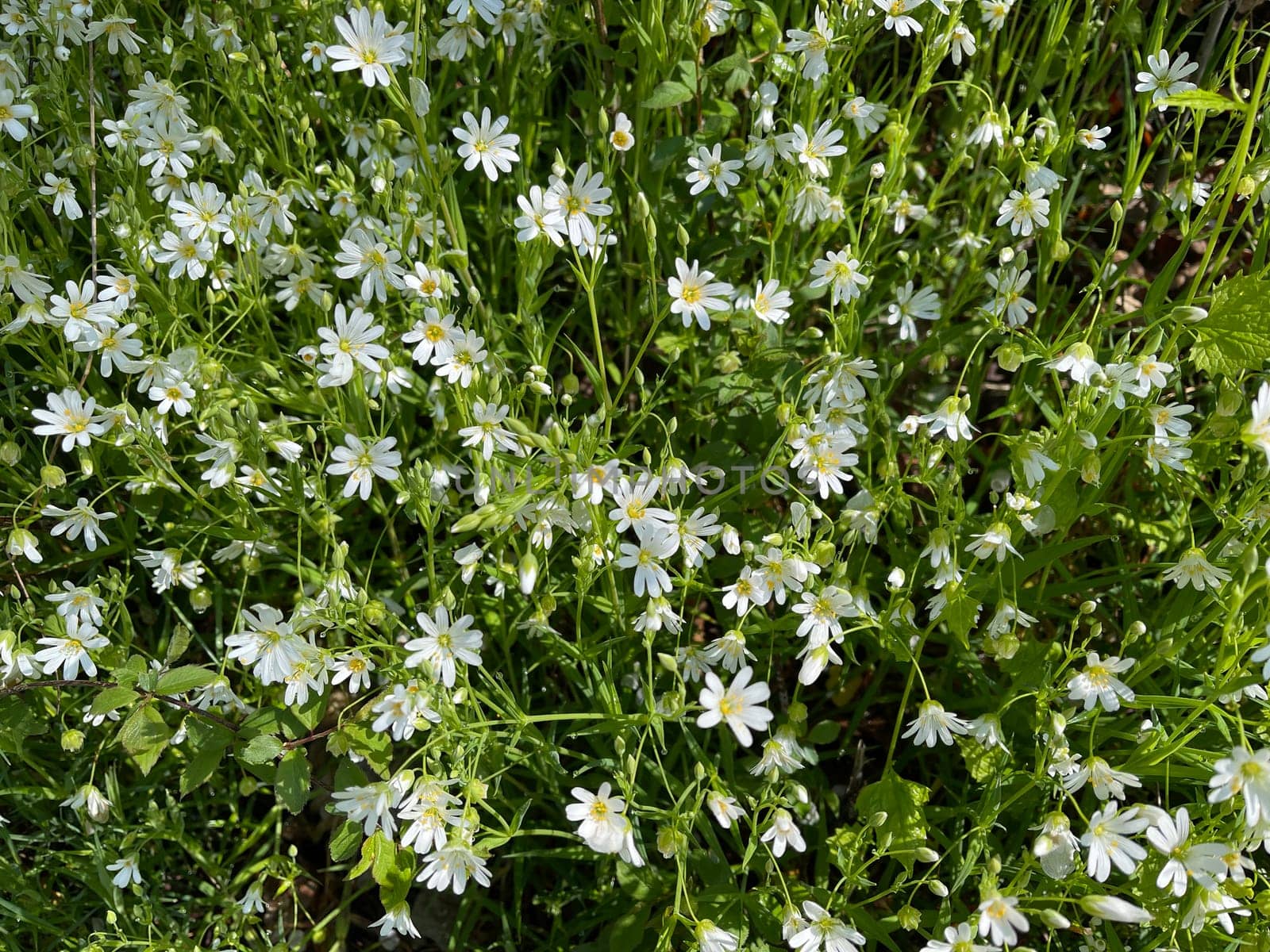 Cerastium arvense is a perennial growing plant of the carnation waxes and glit as a weed. Field mouse-ear,Cerastium arvense is a perennial plant of the carnation family and glided as a weed.