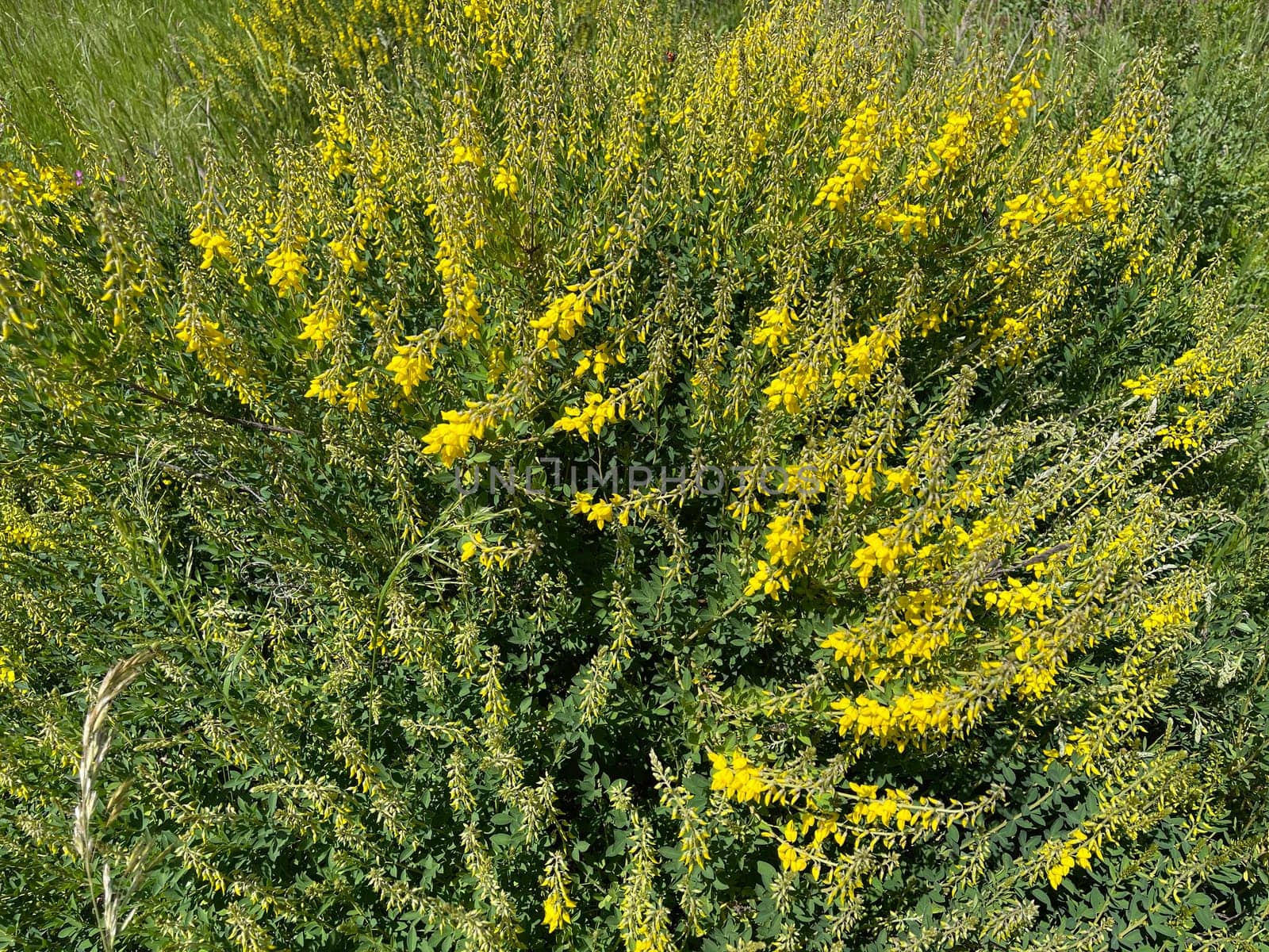 Cytisus nigricans is also called black bean shrub or grape clover. Goose clover,Cytisus nigricans,which is becoming black,is also called black bean bush or grape goat clover