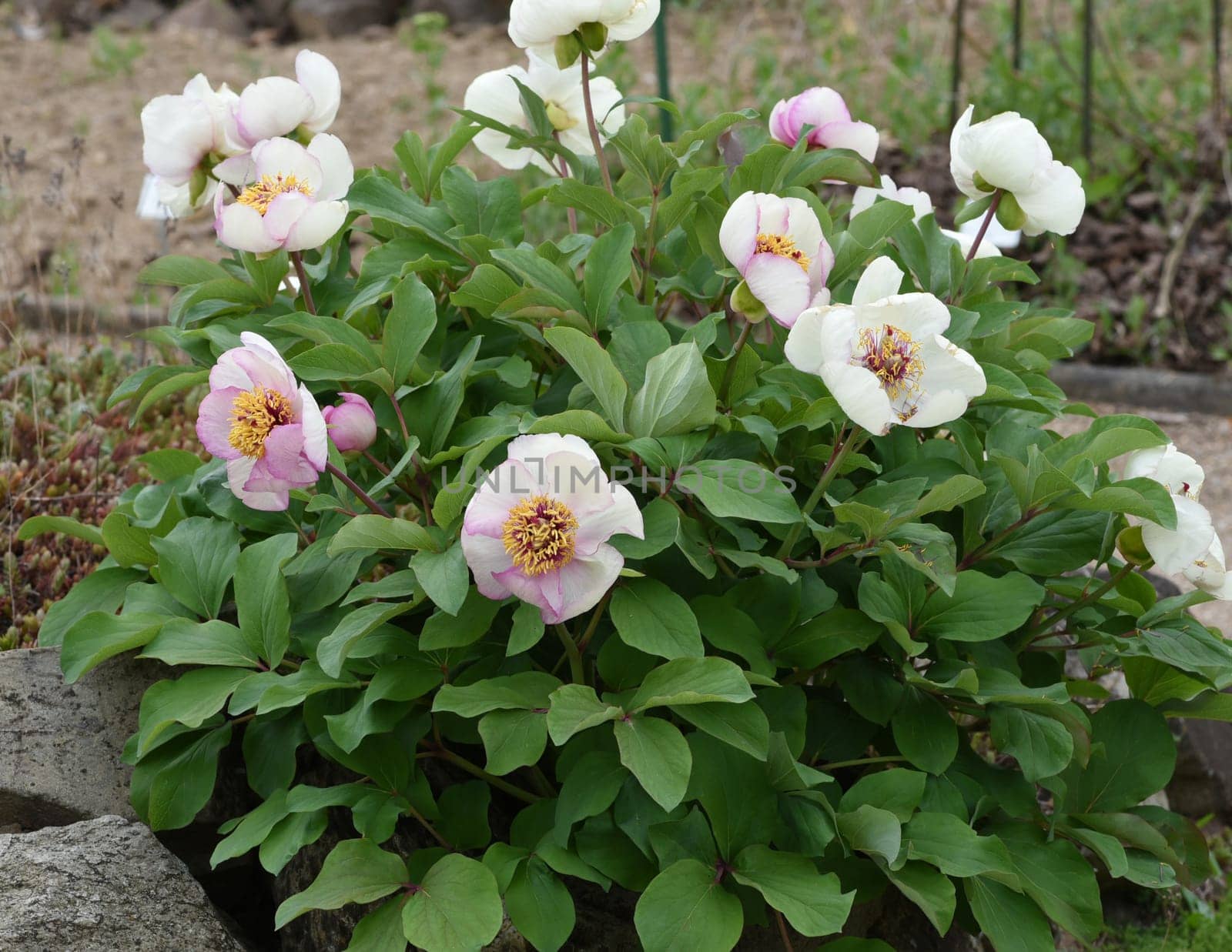 Peony,paeonia is an important medicinal plant with purple,red,yellow and white flowers. It is also used in medicine. Peony,Paeonia is an important medicinal plant with purple,red,yellow and white flowers. It is also used in medicine.