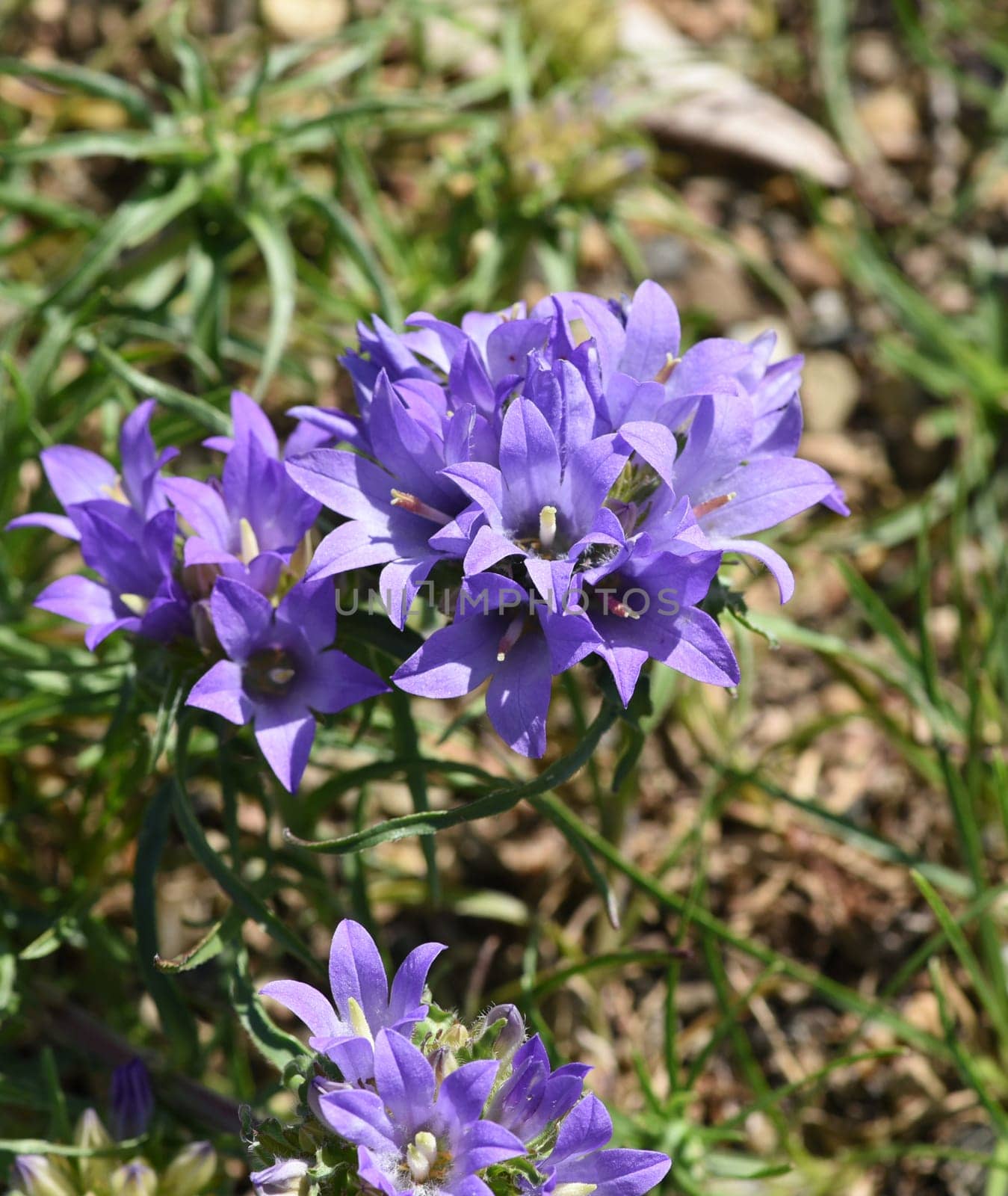 Bluebells are a well-known and very valuable garden perennial with mostly blue flowers but also white and violet flowers occur. Bluebells are a well-known and very valuable garden perennial with mostly blue flowers,but white and purple flowers also occur..
