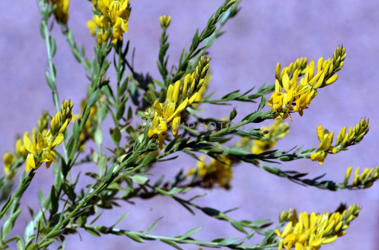 Cytisus nigricans is also called black bean shrub or grape clover. Goose clover,Cytisus nigricans,which is becoming black,is also called black bean bush or grape goat clover