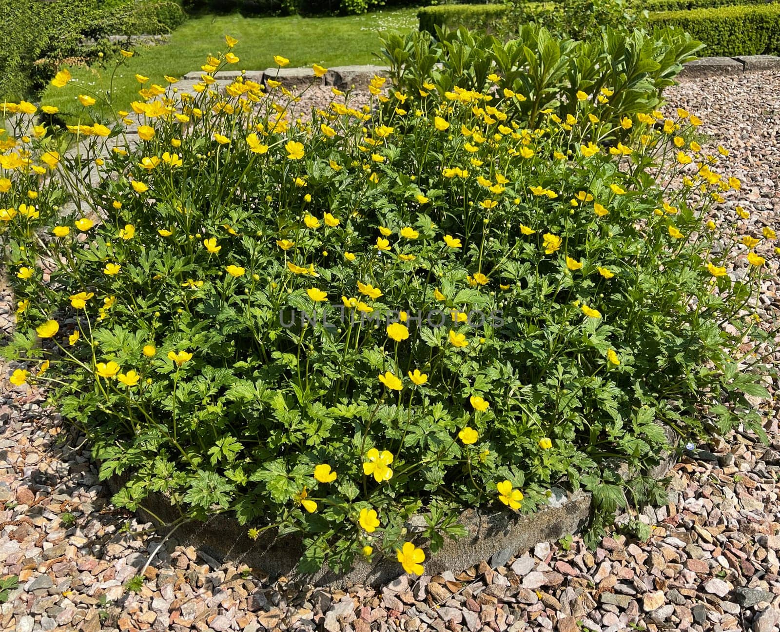 Buttercup Ranunculus acris,is a medicinal plant and a poisonous plant. It occurs wild in meadows and has beautiful yellow flowers. Ranunculus acris is a medicinal plant and a poisonous plant. It occurs wild on meadows and has beautiful yellow flowers.