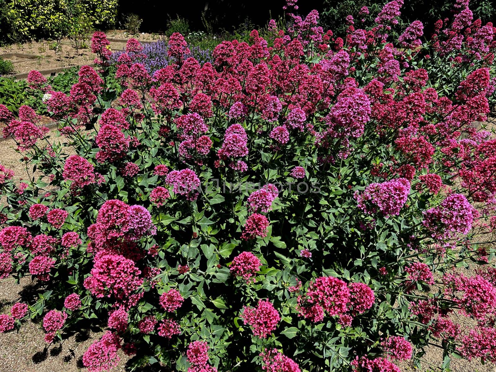 Spur flower,Centranthus ruber is an attractive and insect-loving flower. Spornflower,Centranthus ruber is an attractive and insect-loving flower.