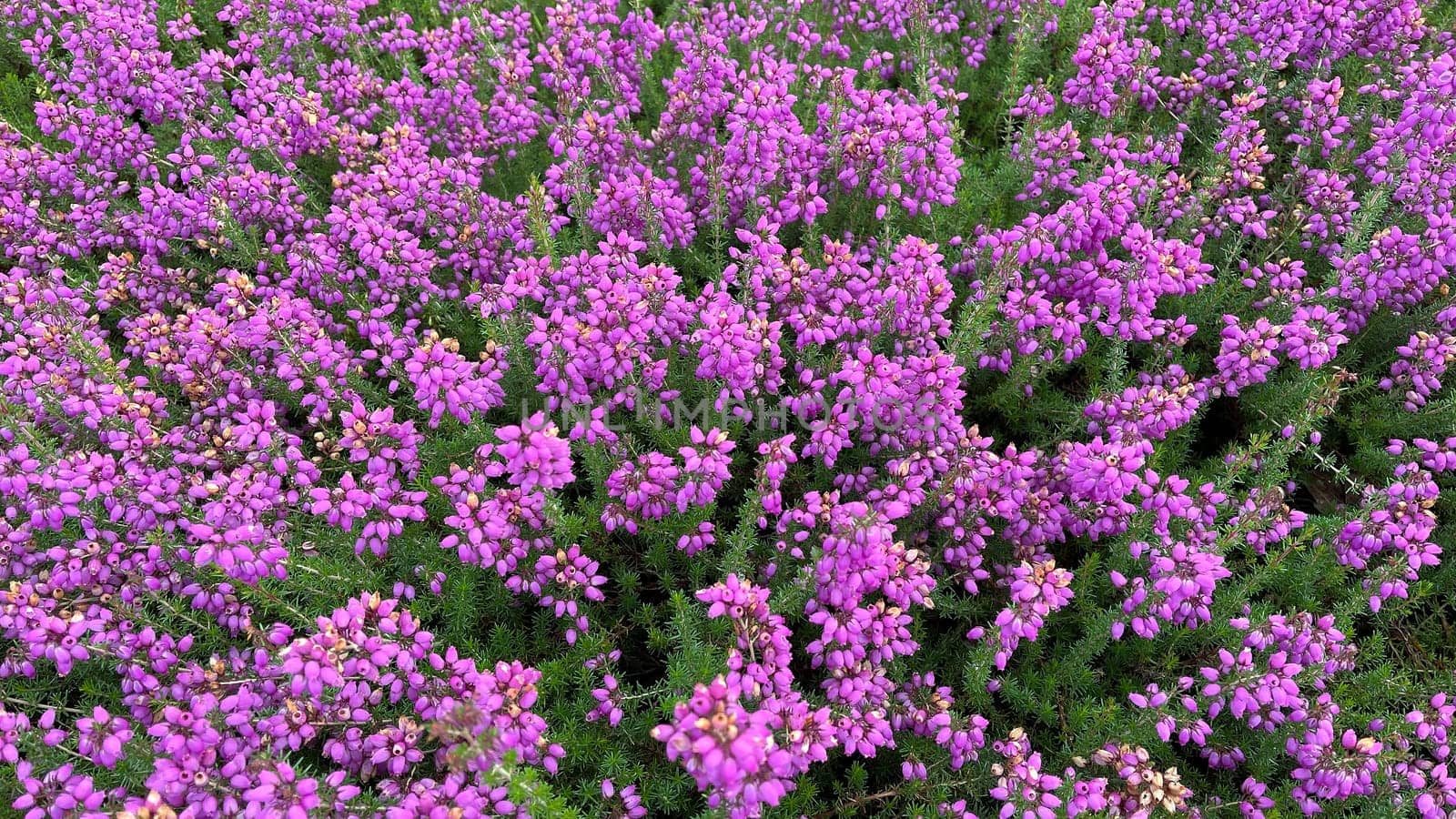 Heidepark in Schnevedingen offers a sea of flowers of various heather plants. Pagan in Schnevingen offers a sea of blossoms from various heather plants.