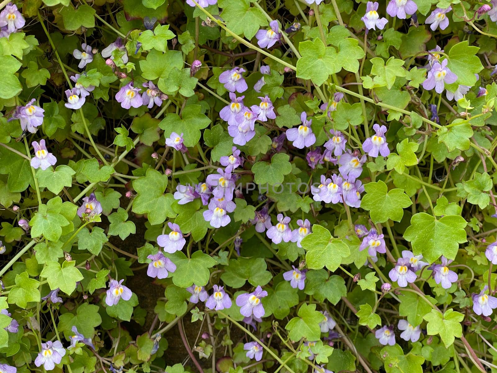 Cymbalaria muralis is a wild and medicinal plant with purple flowers. Cymbalaria muralis is a wild and medicinal plant with purple flowers.