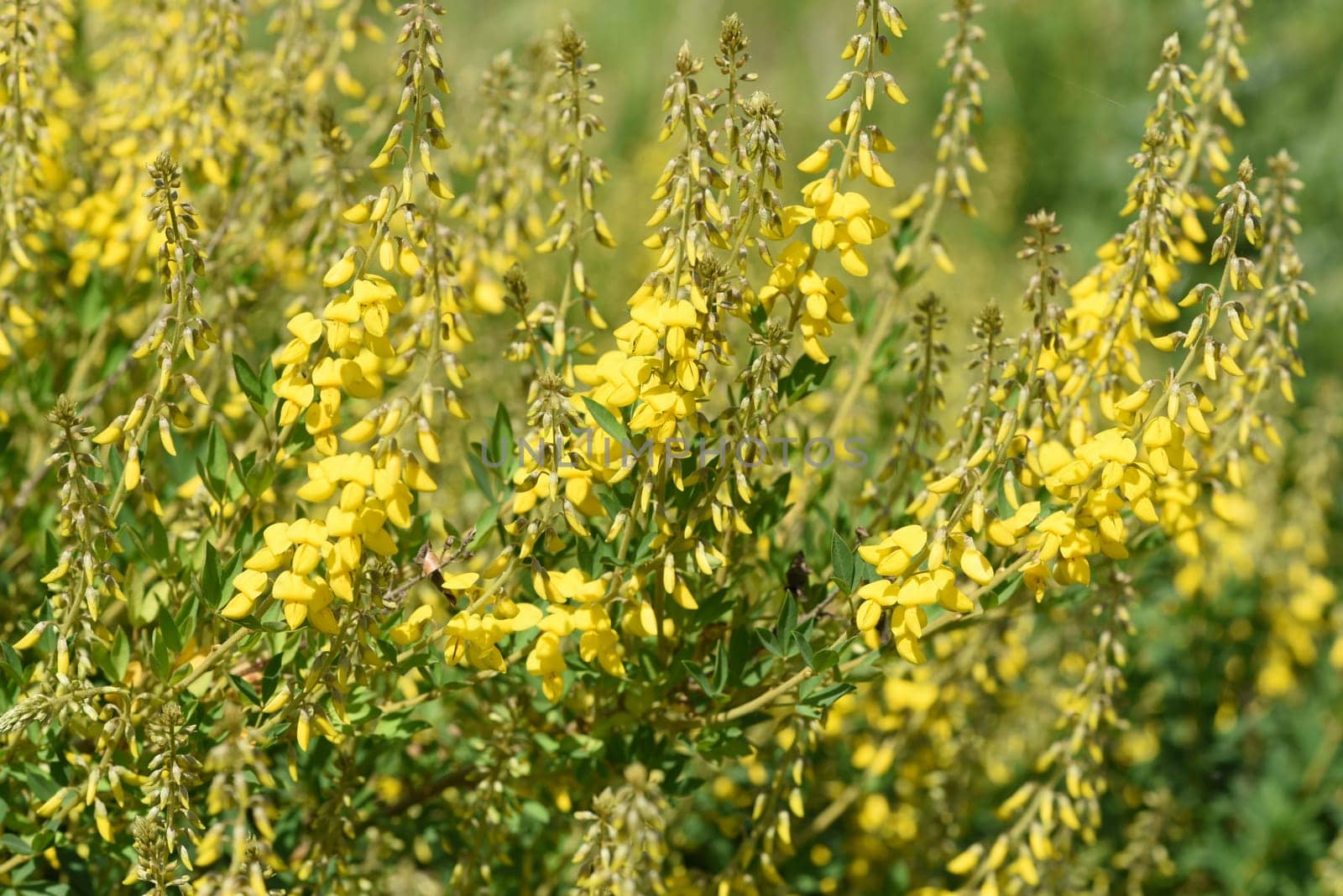 Cytisus nigricans is also called black bean shrub or grape clover. Goose clover,Cytisus nigricans,which is becoming black,is also called black bean bush or grape goat clover