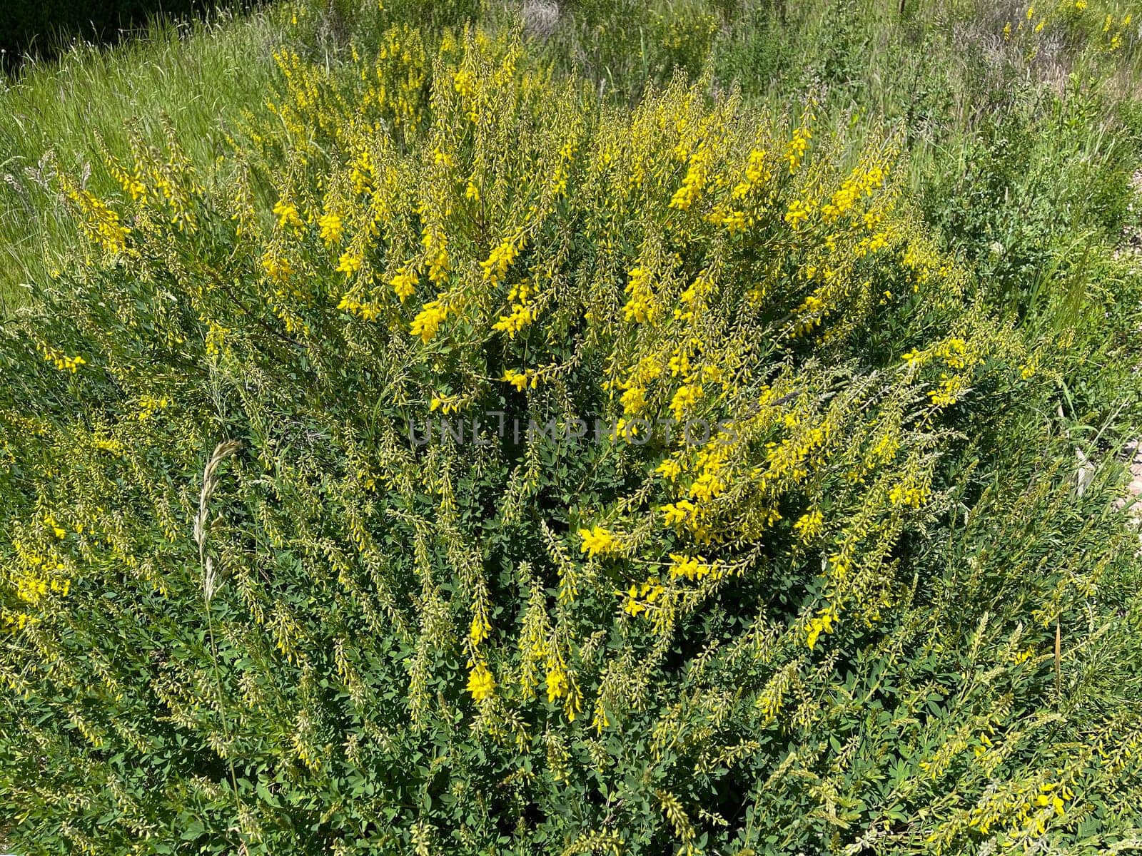 Cytisus nigricans is also called black bean shrub or grape clover. Goose clover,Cytisus nigricans,which is becoming black,is also called black bean bush or grape goat clover