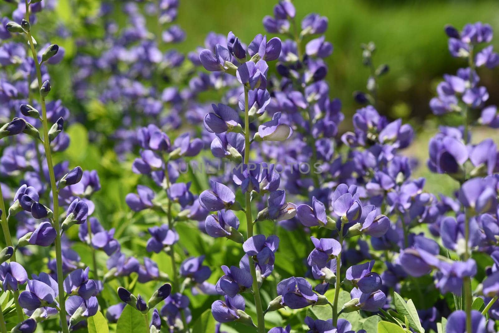 Faerberhuelse,Baptisia tinctoria,is an important medicinal plant with blue flowers and is widely used in medicine. It is a perennial and belongs to the Faerber plants. Shell dyer,Baptisia tinctoria,is an important medicinal plant with blue flowers and is widely used in medicine. It is a perennial and belongs to the dyer plants.