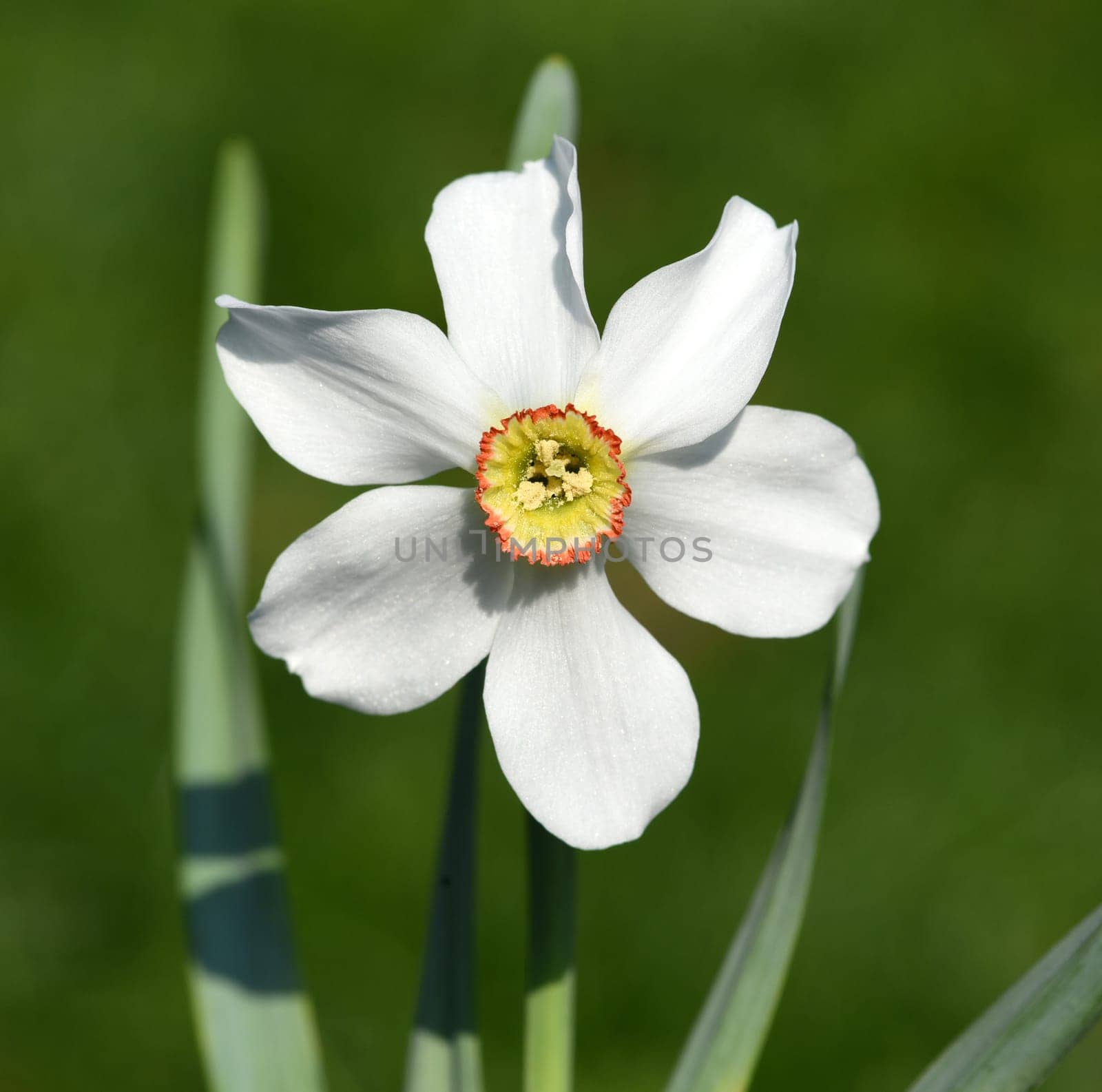 Poet daffodil,Narcissus poeticus,is a medicinal plant with a betoerende fragrance and white flowers. Poet's Narcissus,Narcissus Poeticus,is a medicinal plant with an intoxicating scent and white flowers.