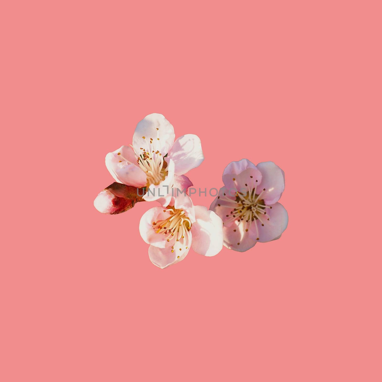 pink flowers on a peach background. Several petals, stamens, pistils