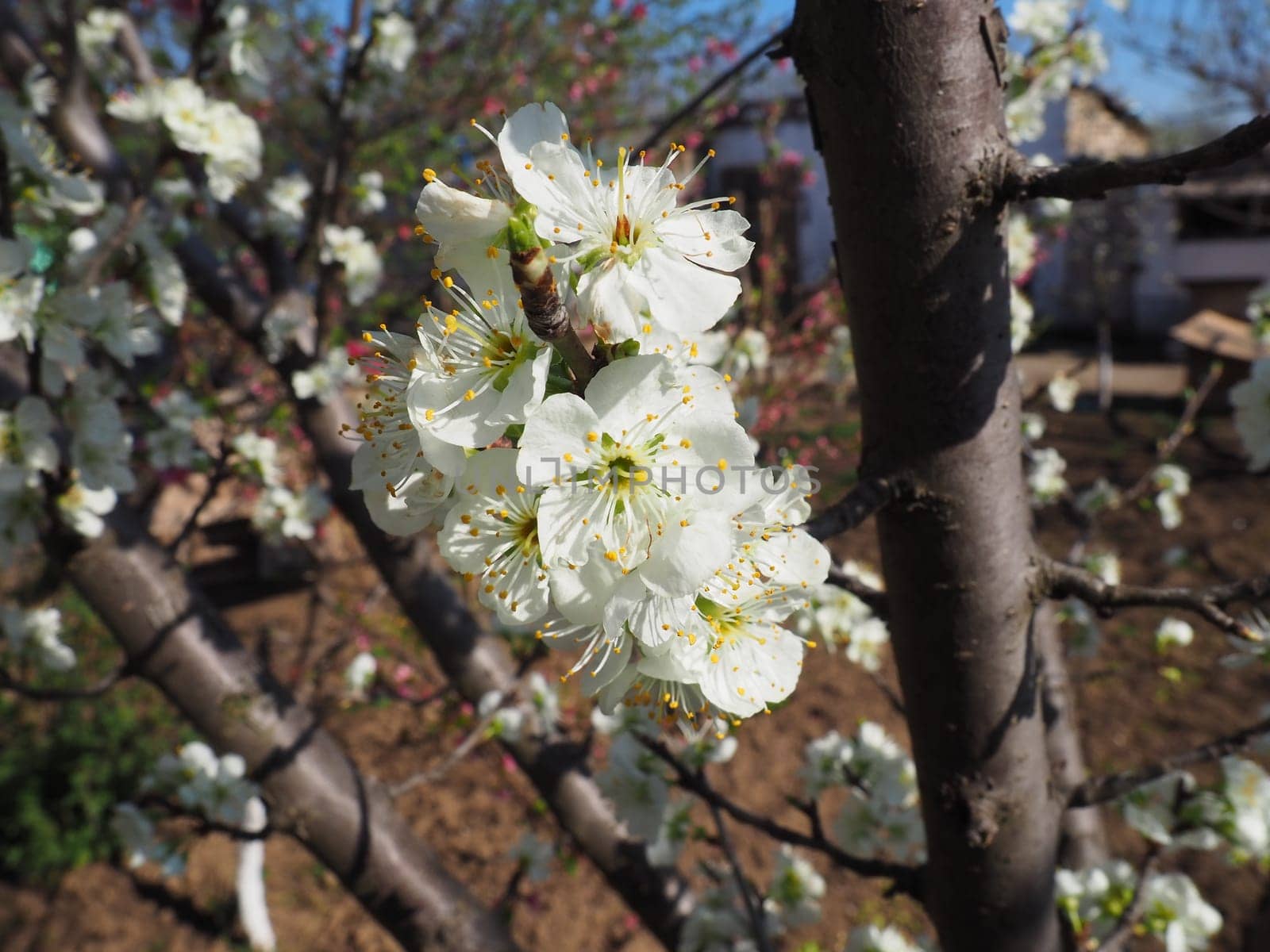 White beautiful flowers on an apple tree. Spring flowering in the orchard. In the background there is a vegetable garden or arable land. Agriculture. Close-up, petals and stamens on a flower.