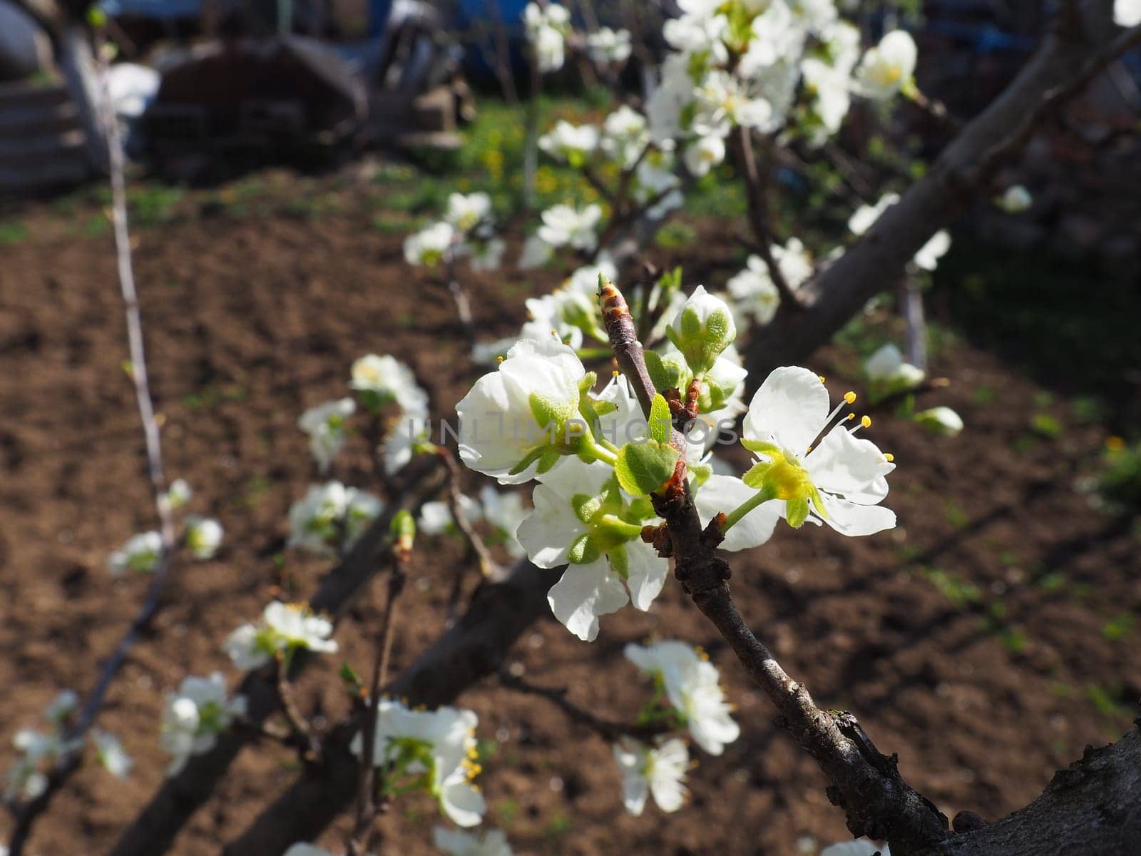 White beautiful flowers on an apple tree. Spring flowering in the orchard. In the background there is a vegetable garden or arable land. Agriculture. Close-up, petals and stamens on a flower.