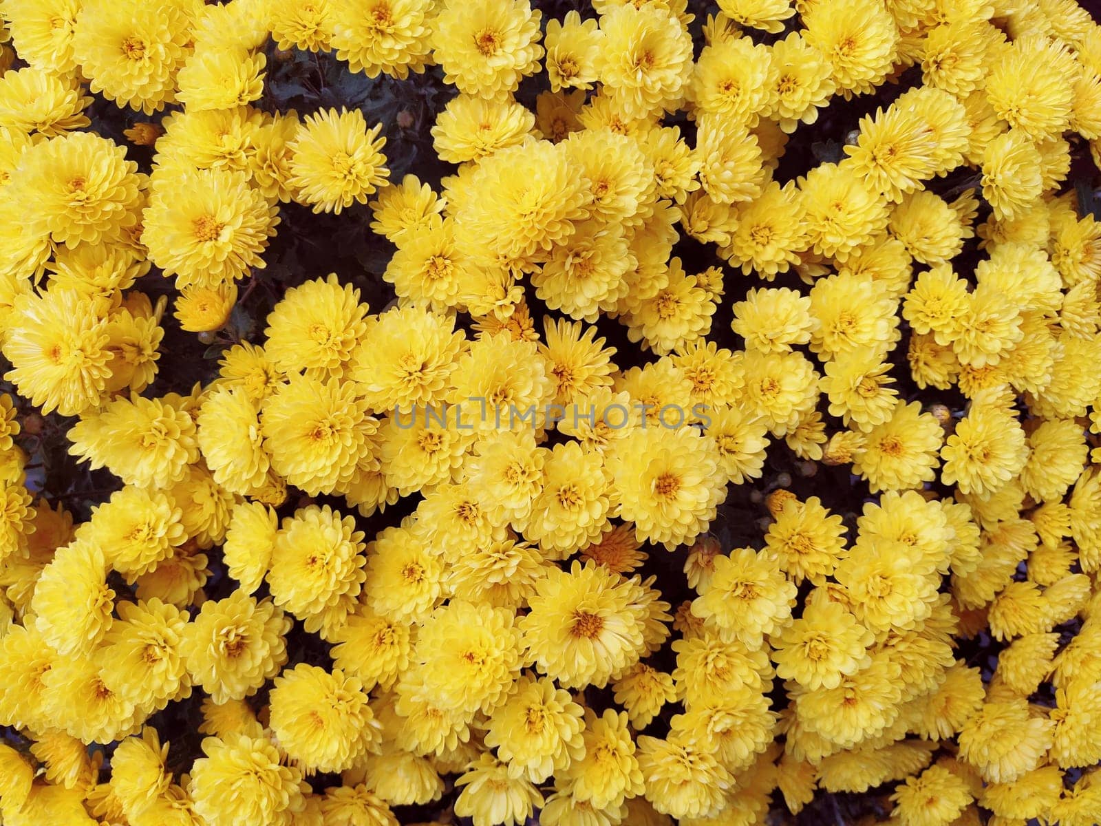 Chrysanthemums of yellow color in a bouquet. Close-up. Greeting card for wedding or birthday. Autumn flowers from the family Asteraceae or Dendranthema. Flower texture. Flower wall.