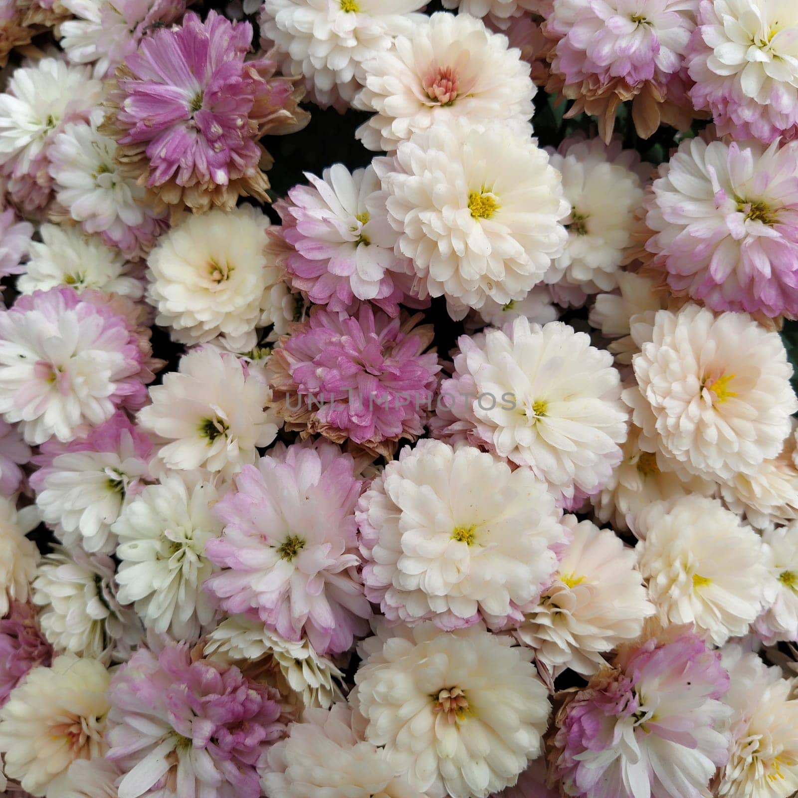 Flowers wall background with amazing white, pink, purple and yellow chrysanthemum flowers. Wedding decoration.  Beautiful flower bad wall background. Landscape design of the autumn garden