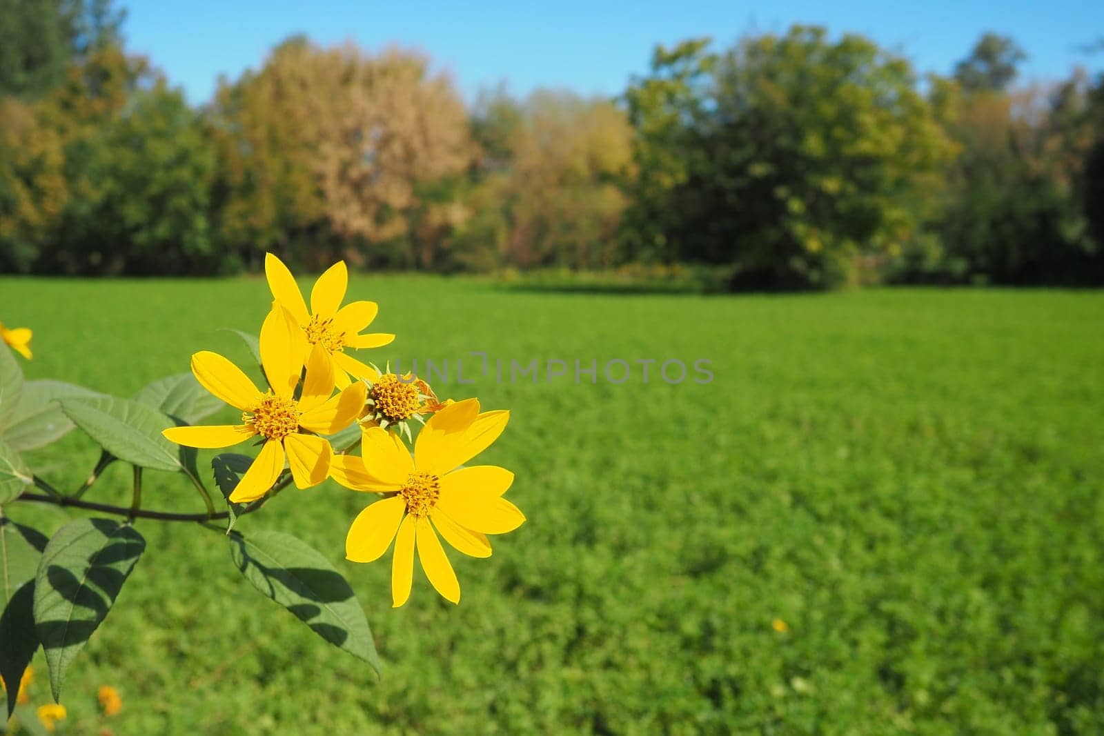 Jerusalem artichoke or tuberous sunflower, or ground pear Helianthus tuberosus is a species of perennial herbaceous tuberous plants of the genus Sunflower of the Asteraceae family. Yellow flowers