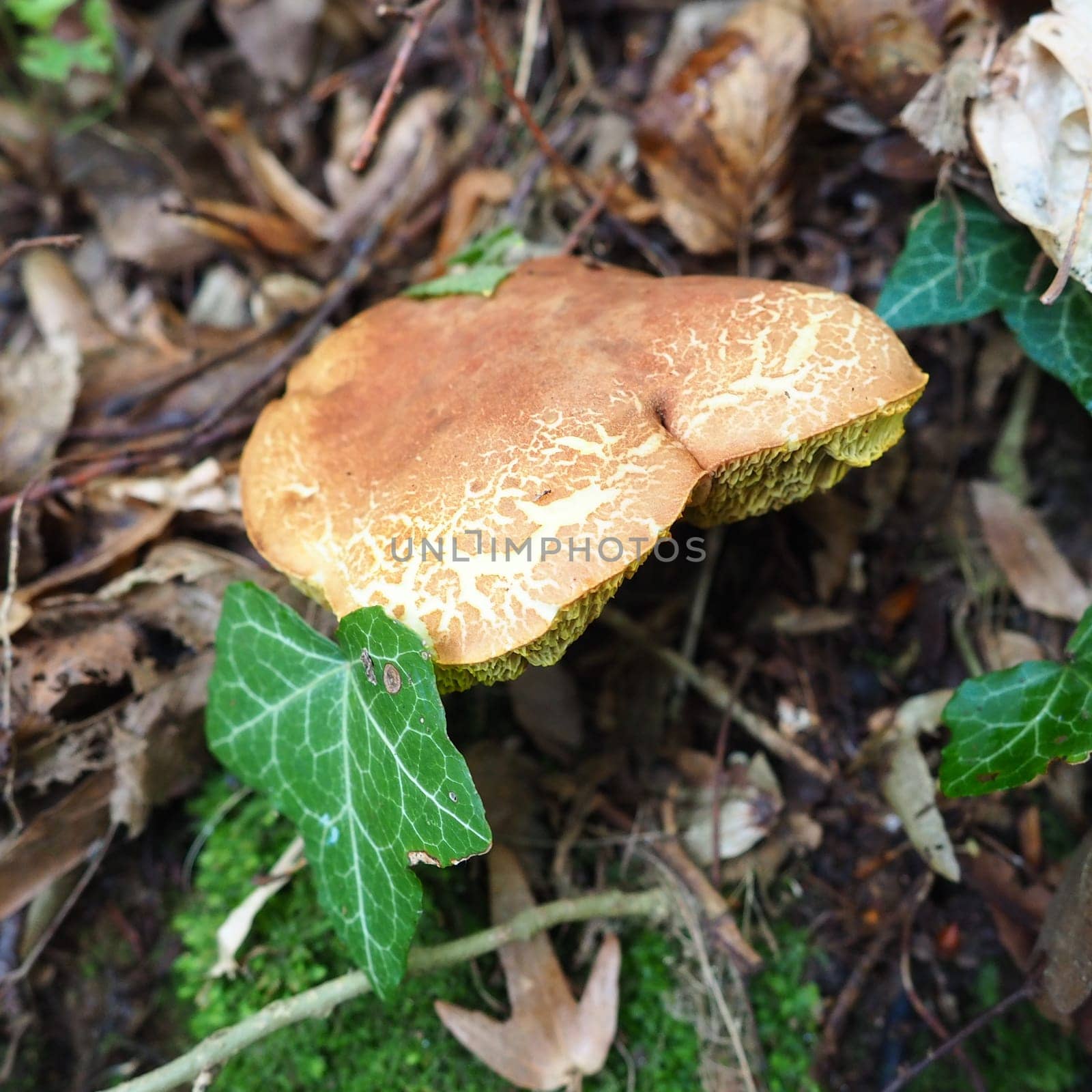 The Xerocomus flywheel is a genus of edible tubular fungi, the Boletaceae family. The fissured flywheel Xerocomellus chrysenteron is an edible mushroom of the genus Xerocomellus. Damaged mushroom cap.
