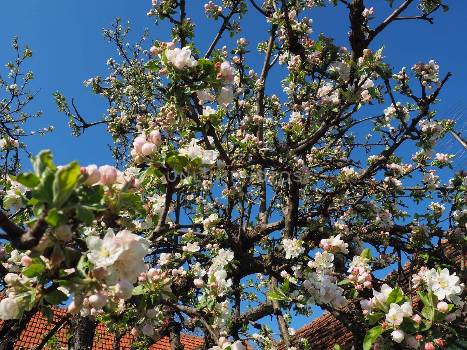 Blossoming flowers on the apple tree. Apple tree in bloom. White and pink beautiful flowers on the branches of a tree. Blue sky and red roof tiles in the background. Spring bloom.